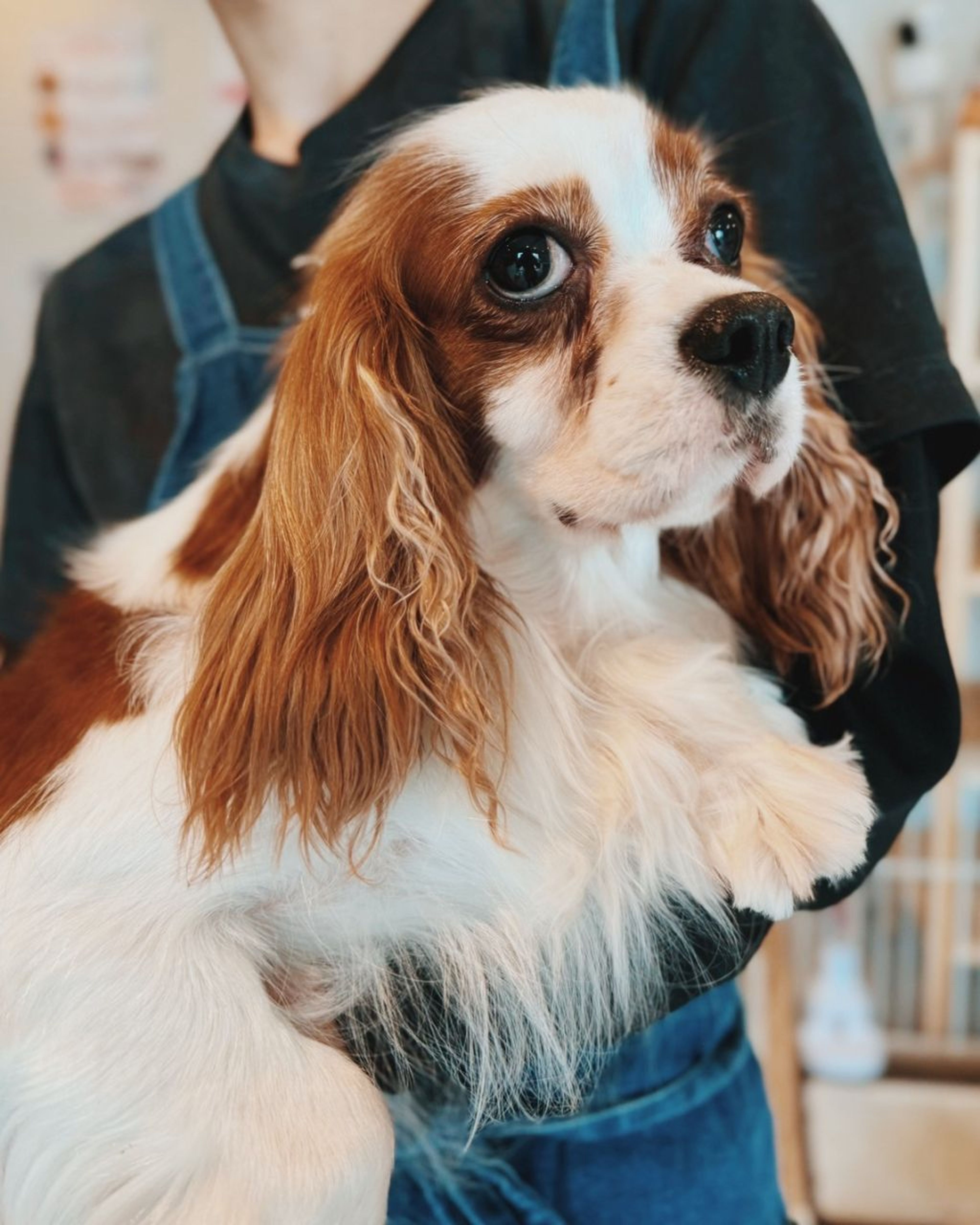 pet-image-3