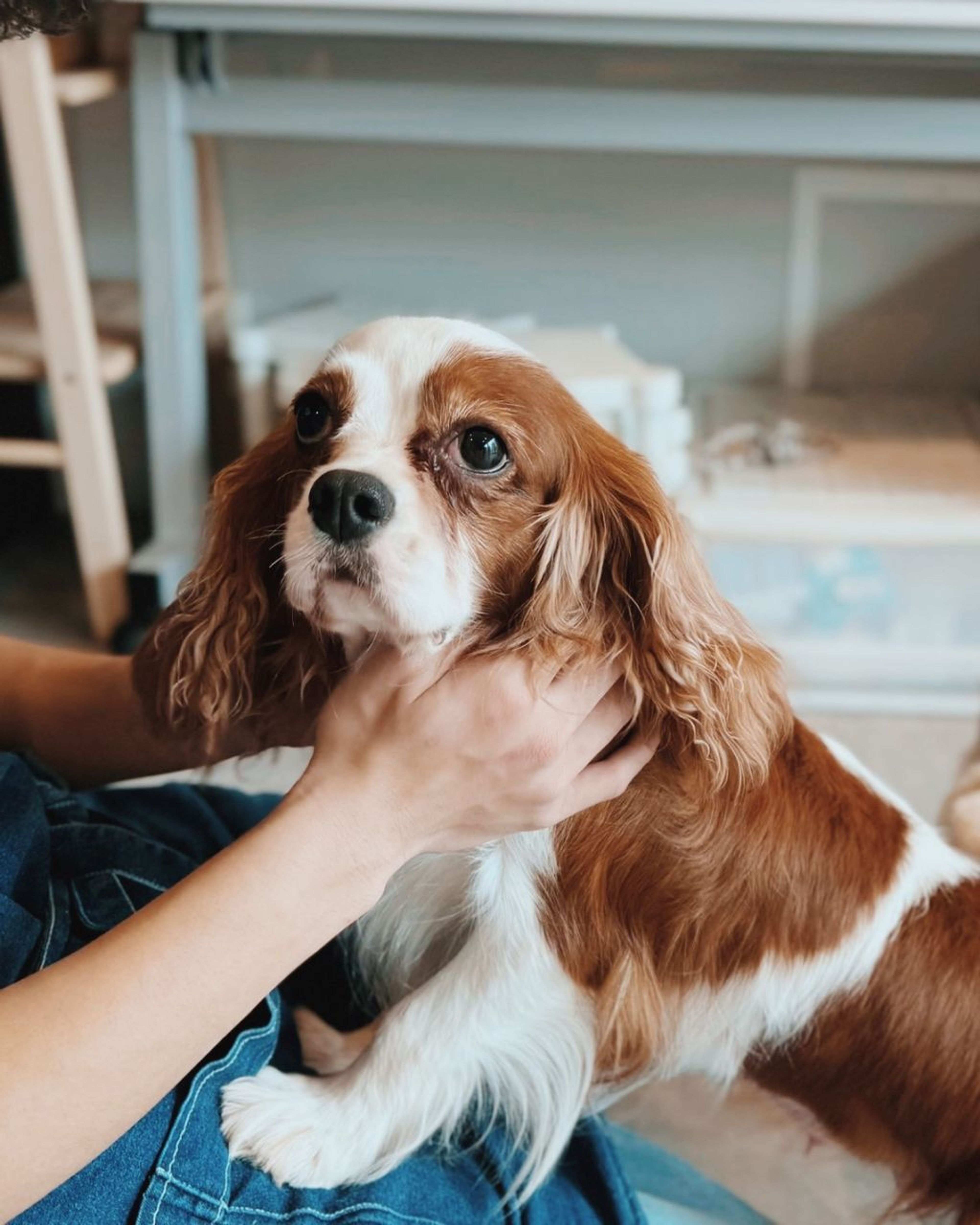 pet-image-4
