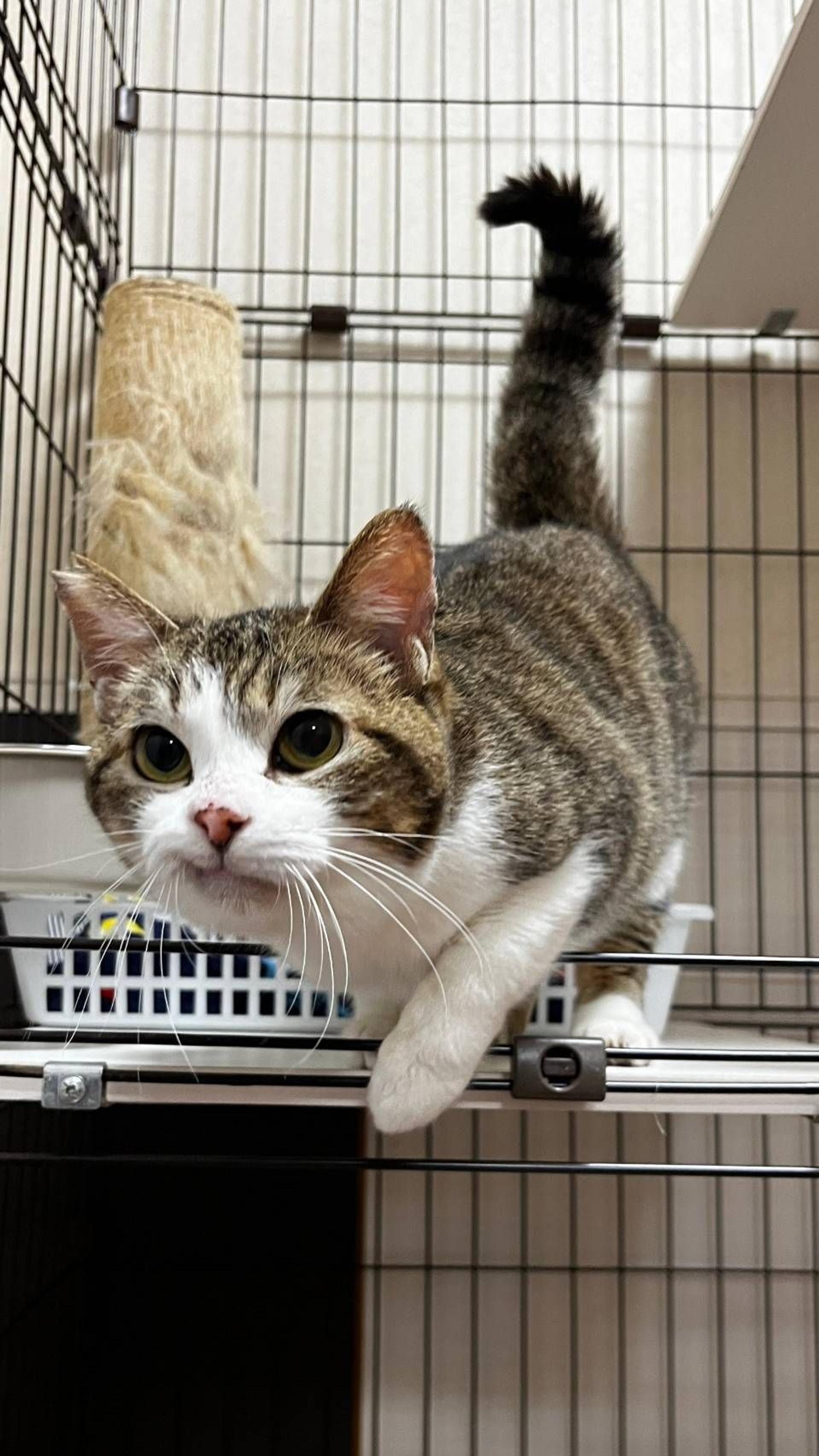 pet-image-6