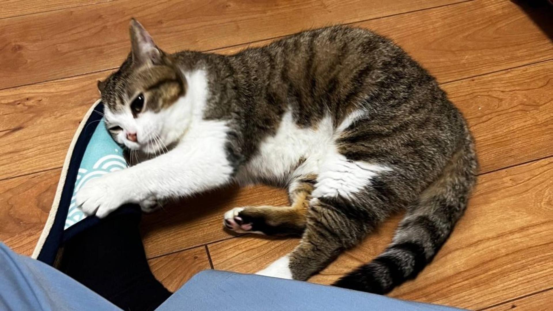 pet-image-8