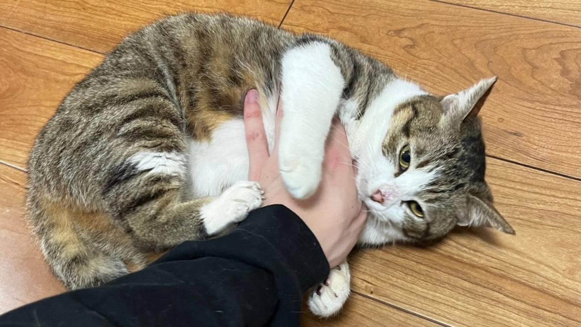 pet-image-9