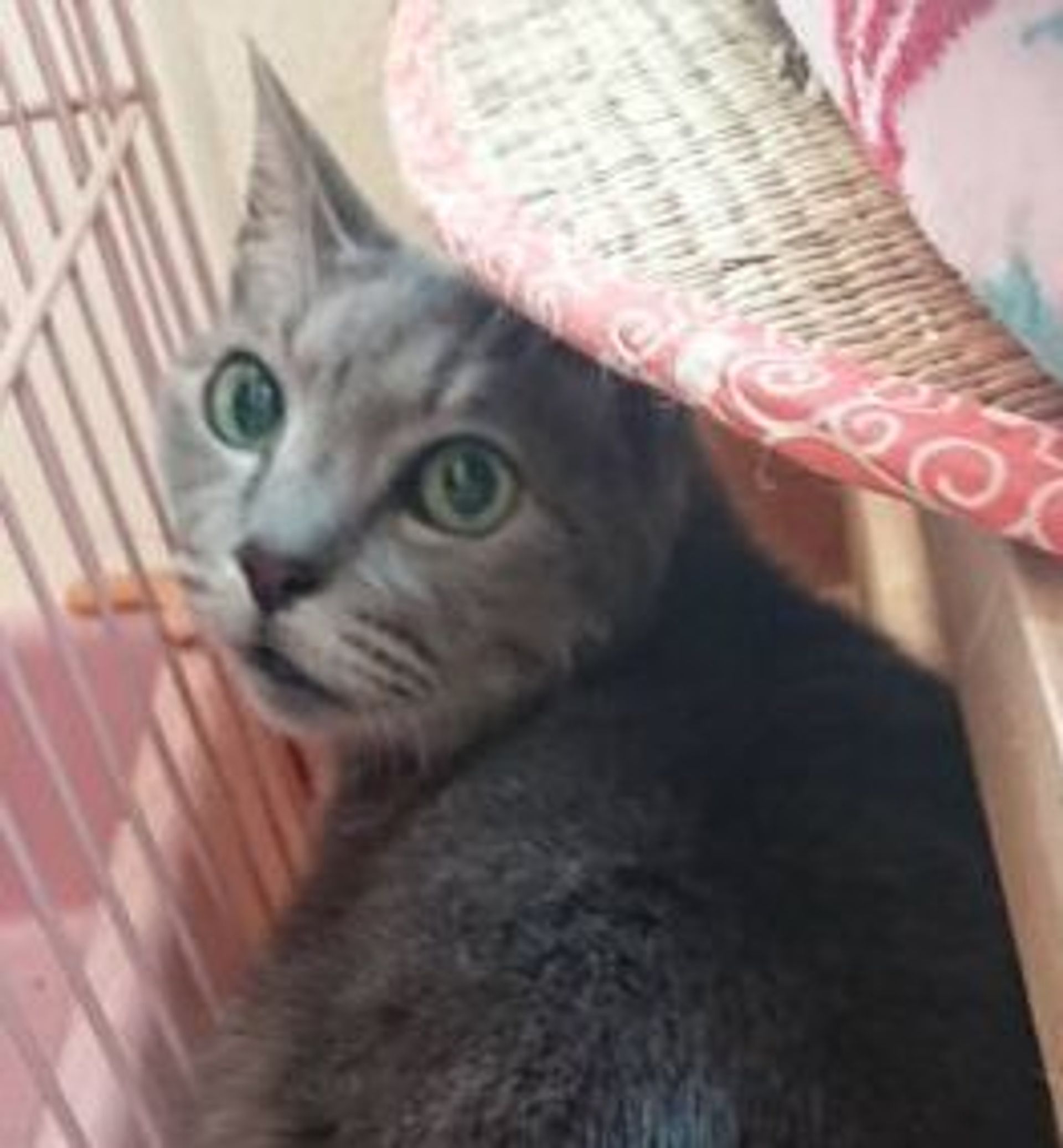 雑種（ミックス猫）・メスの里親募集の写真