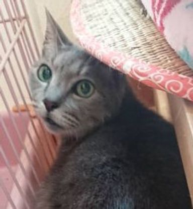 ララ