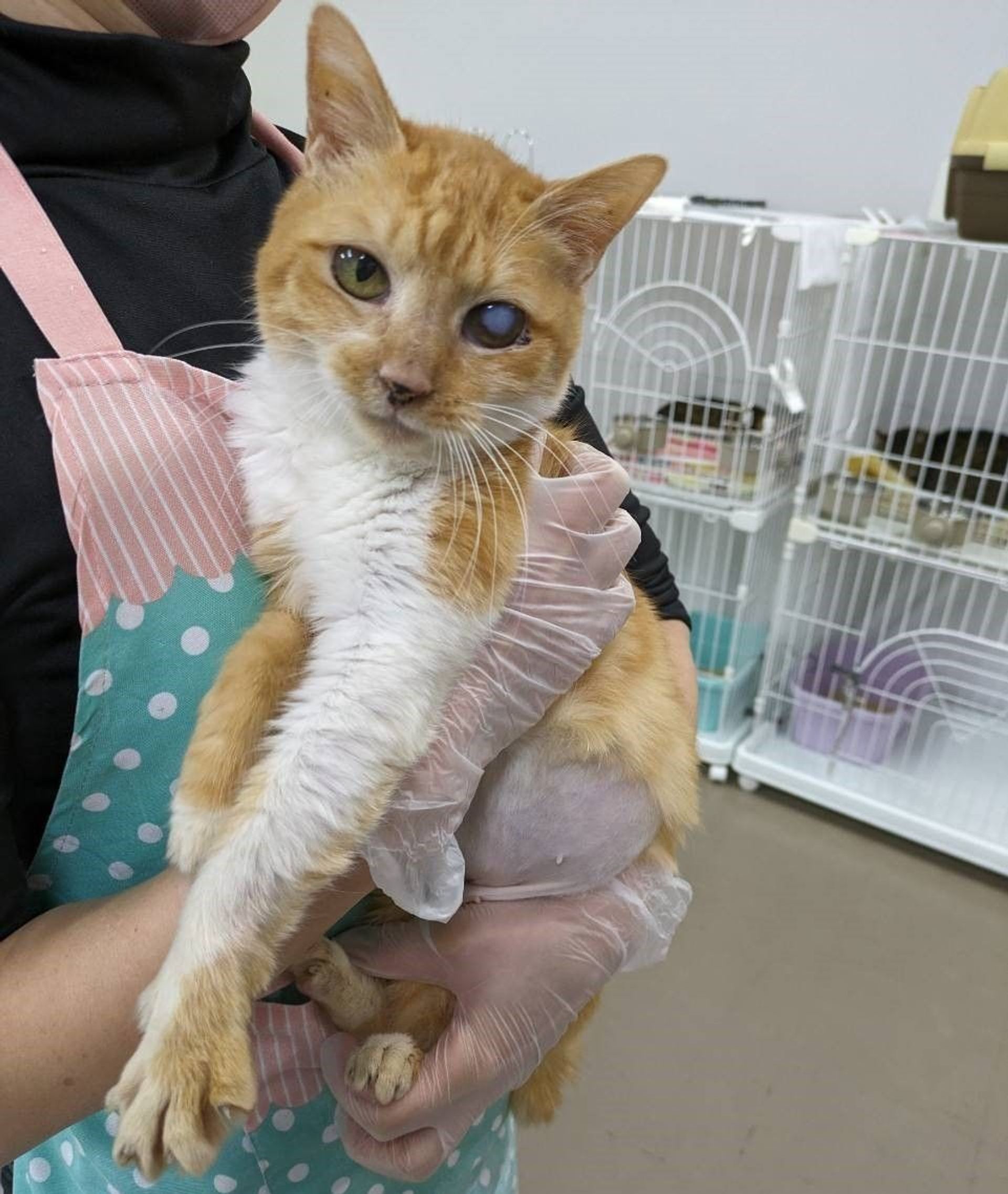 雑種（ミックス猫）・メスの里親募集の写真