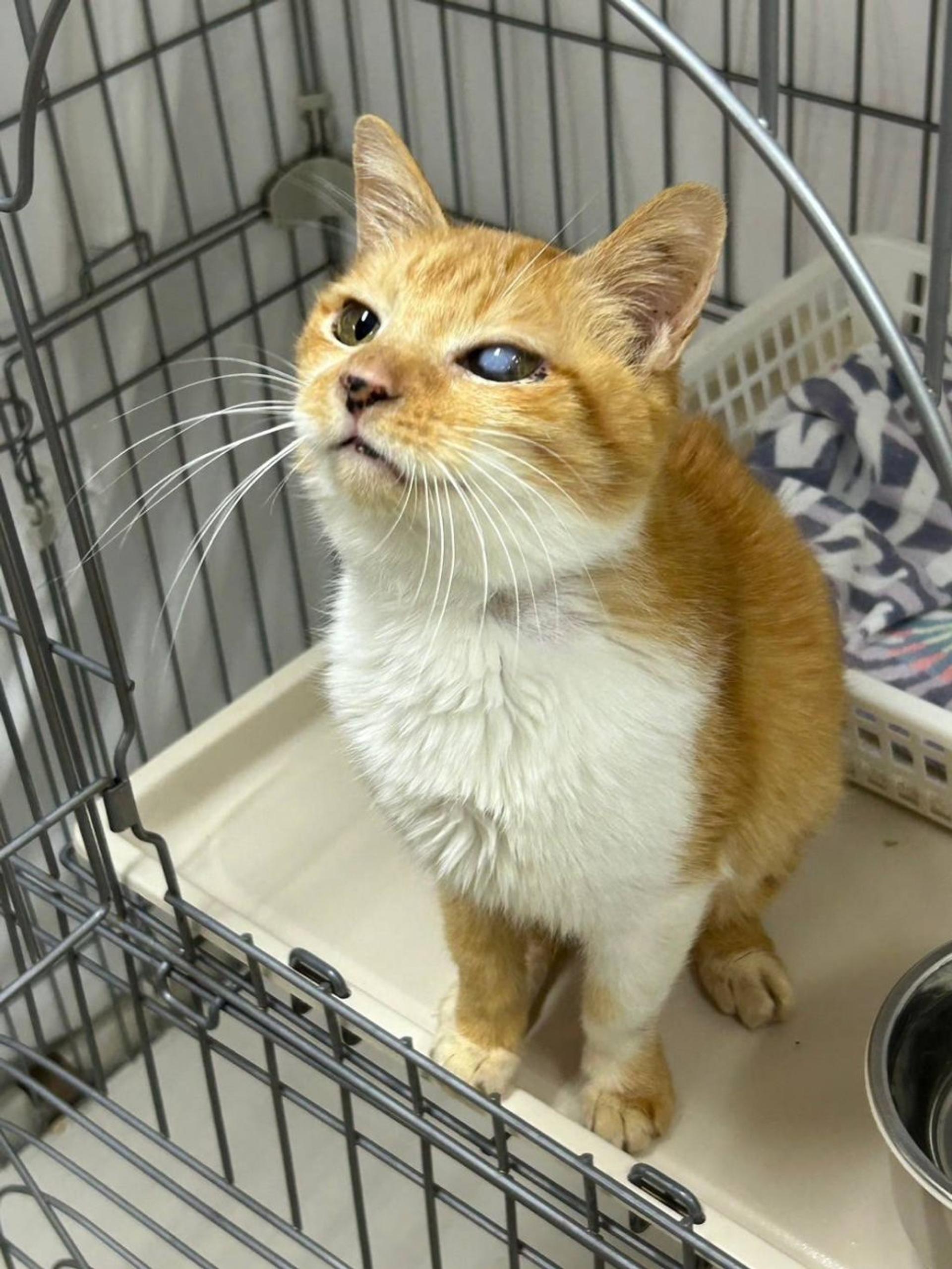 pet-image-7