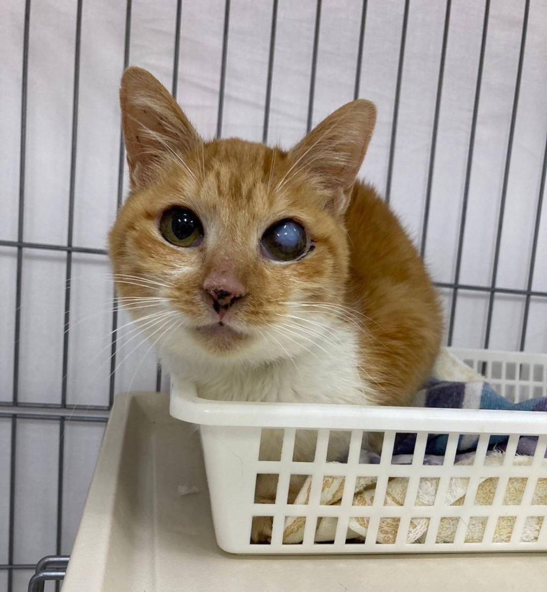 pet-image-8