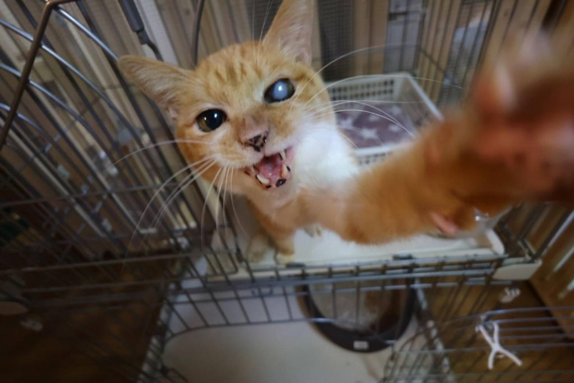 pet-image-9