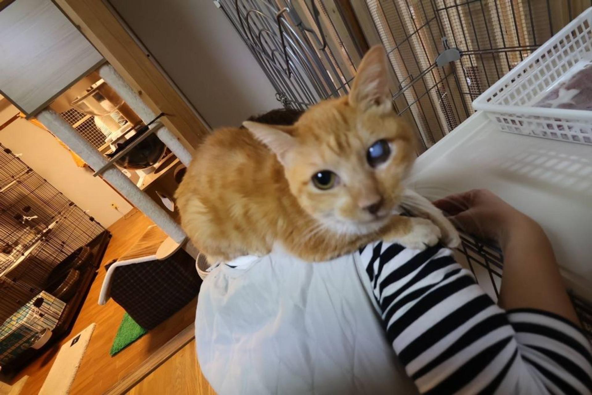 pet-image-10