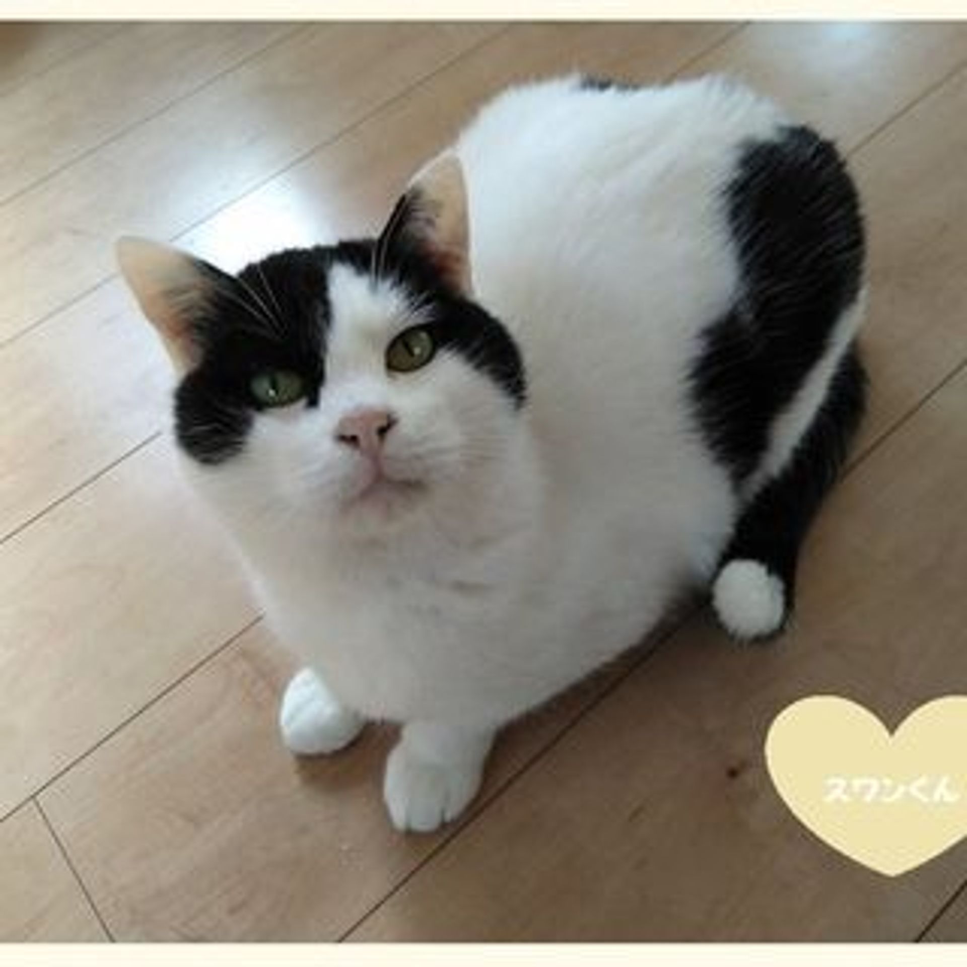 雑種（ミックス猫）・オスの里親募集の写真