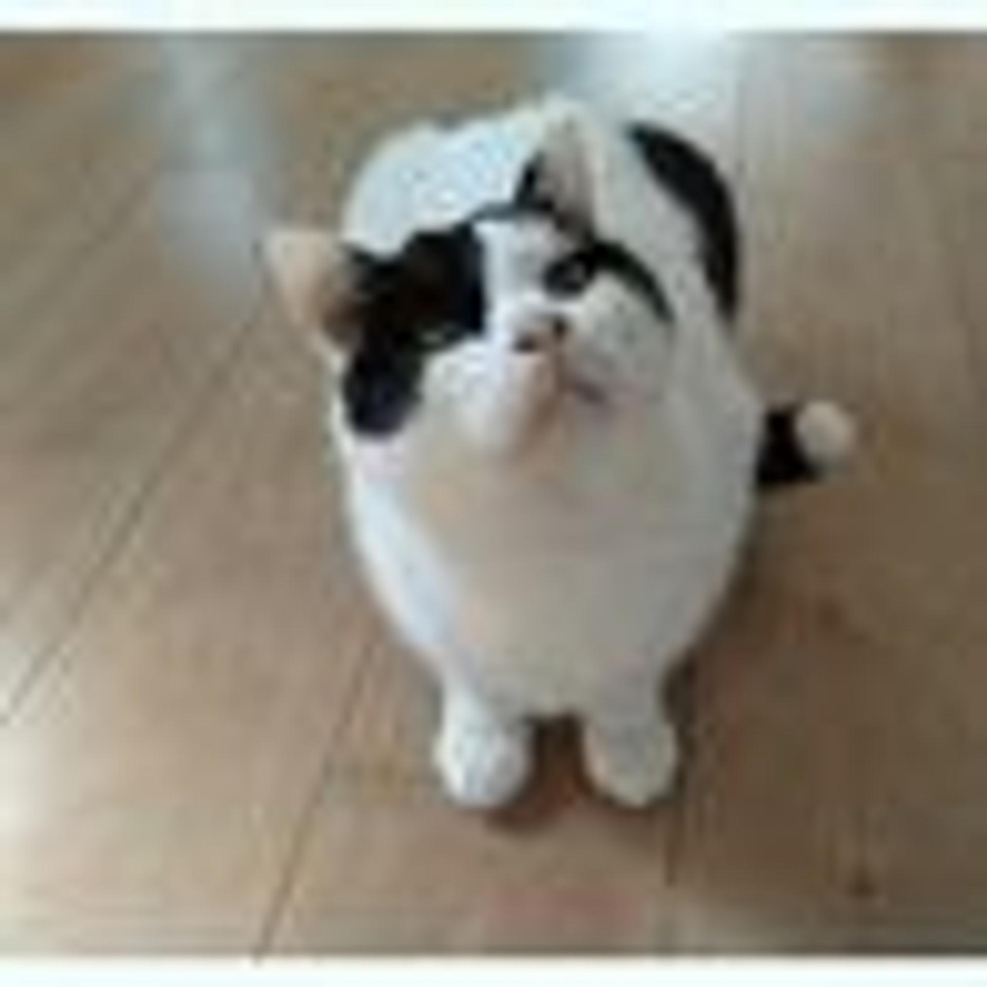 pet-image-3