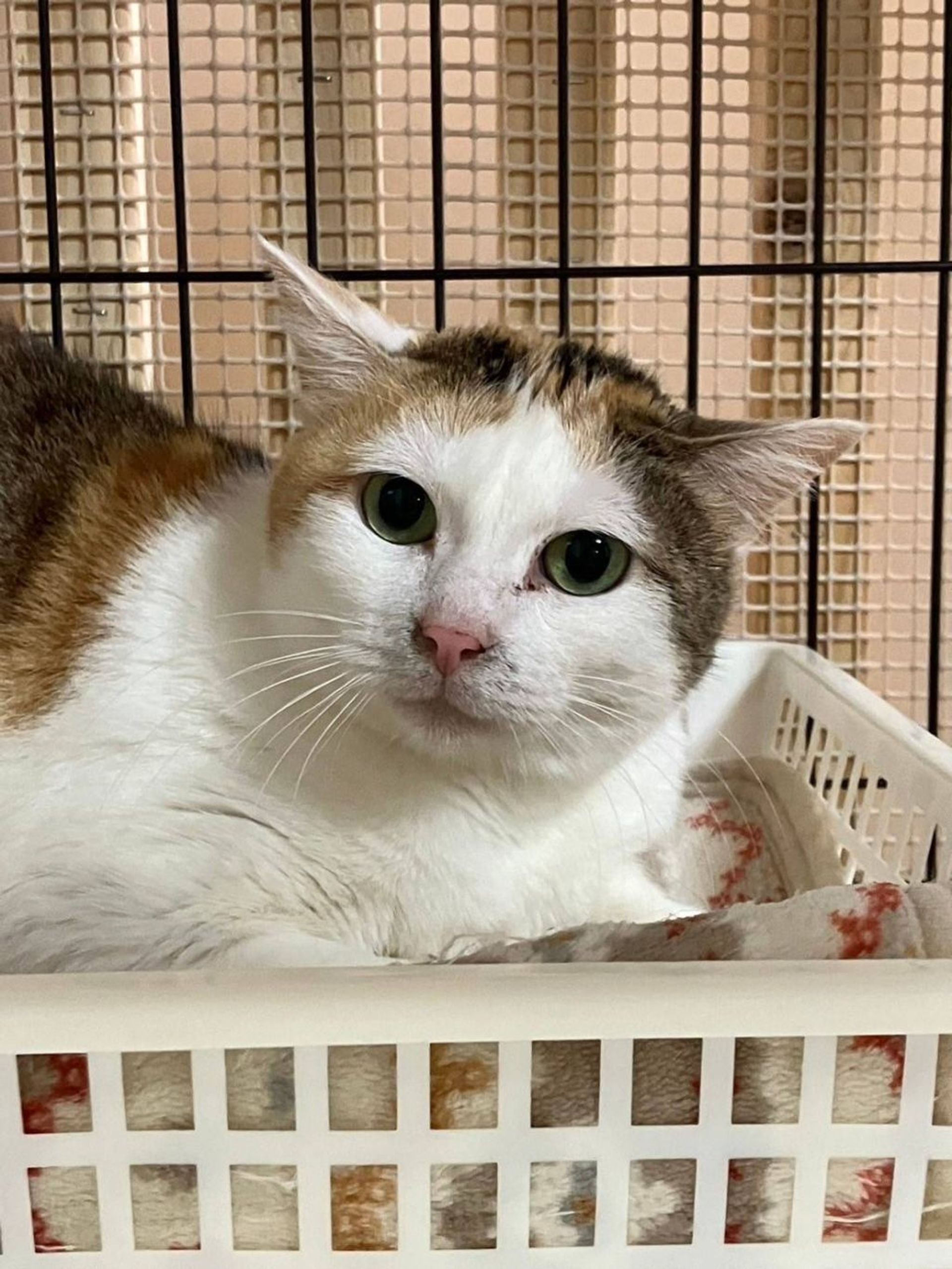 雑種（ミックス猫）・メスの里親募集の写真