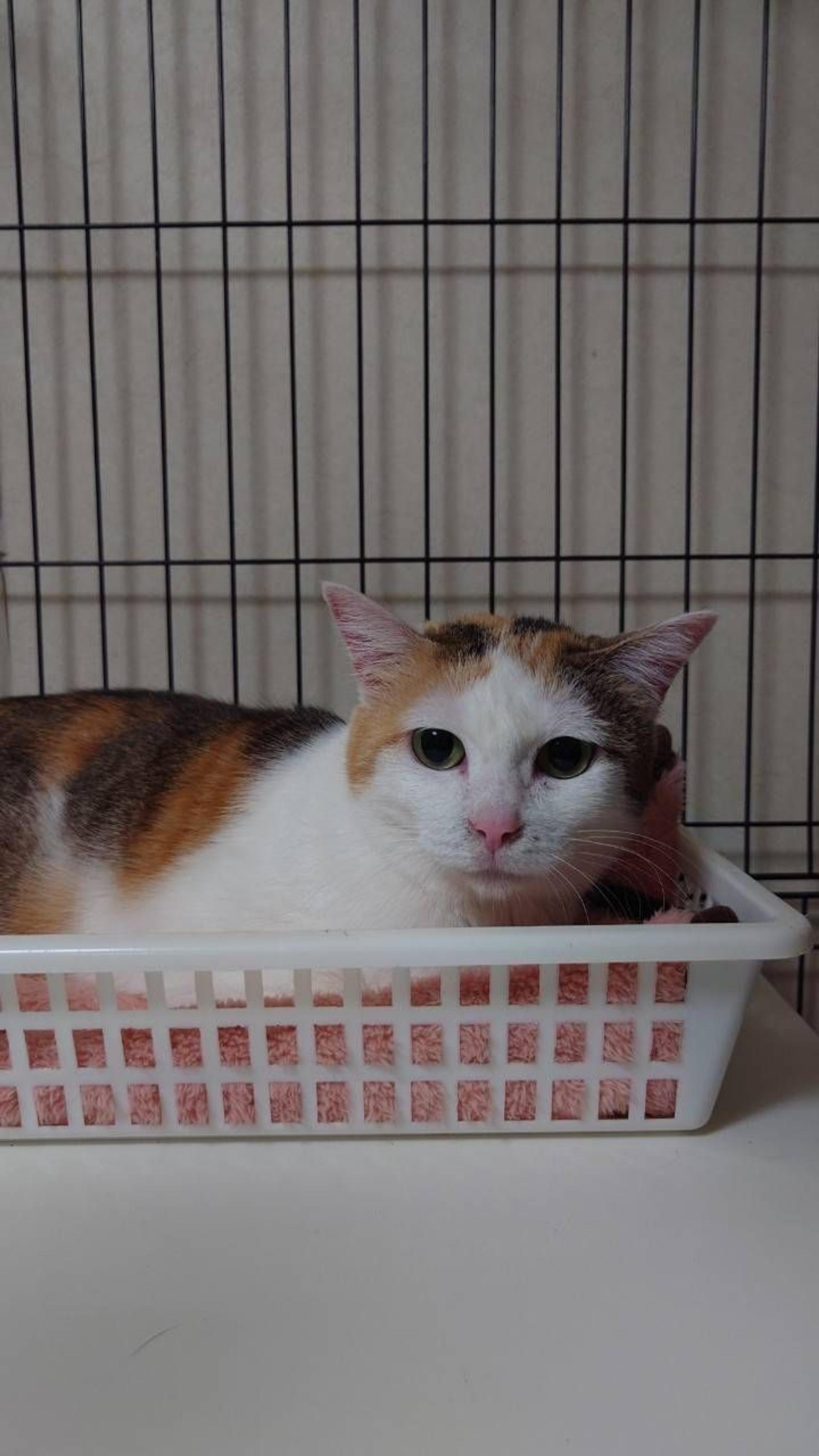 pet-image-5