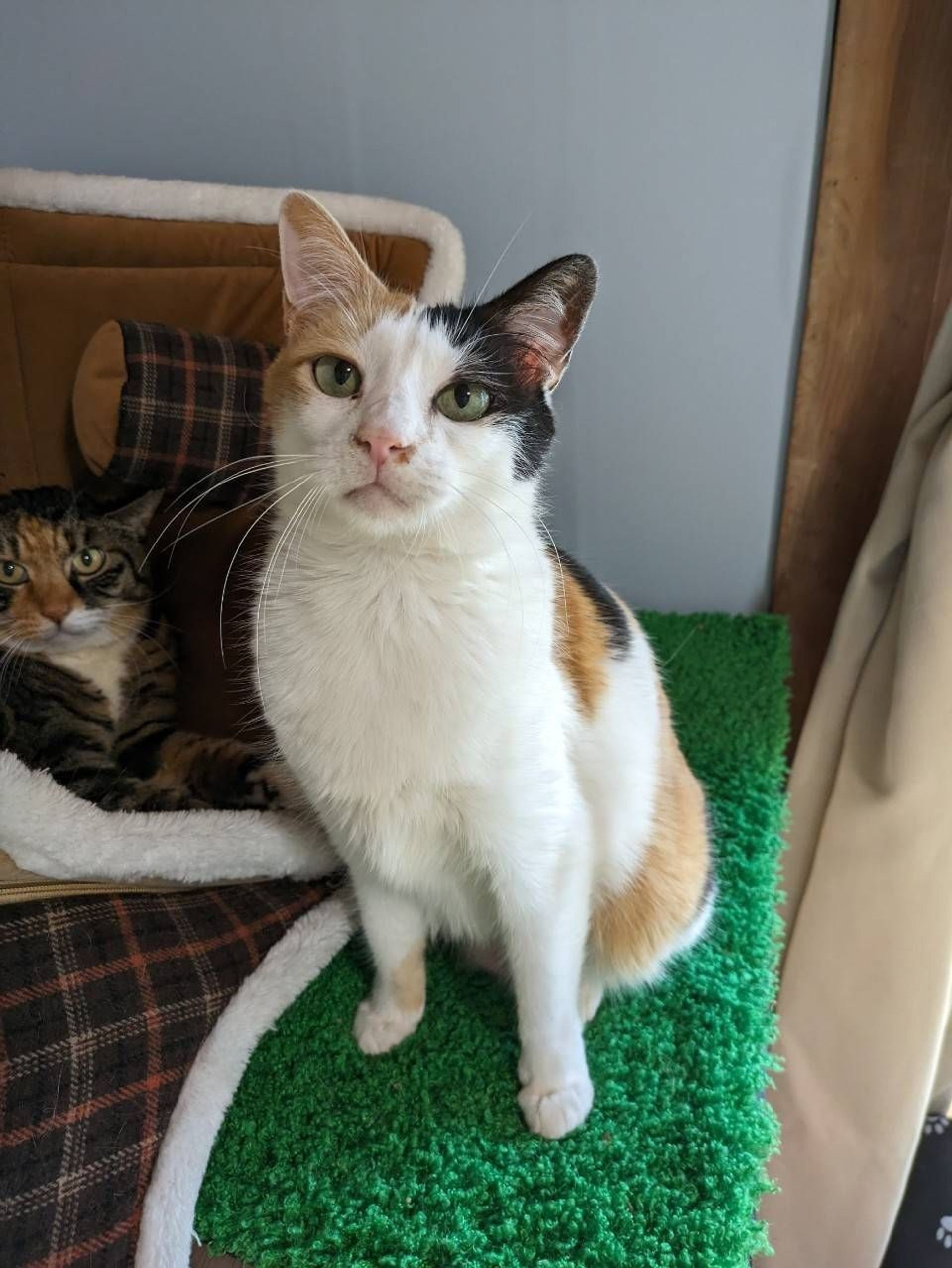 雑種（ミックス猫）・メスの里親募集の写真