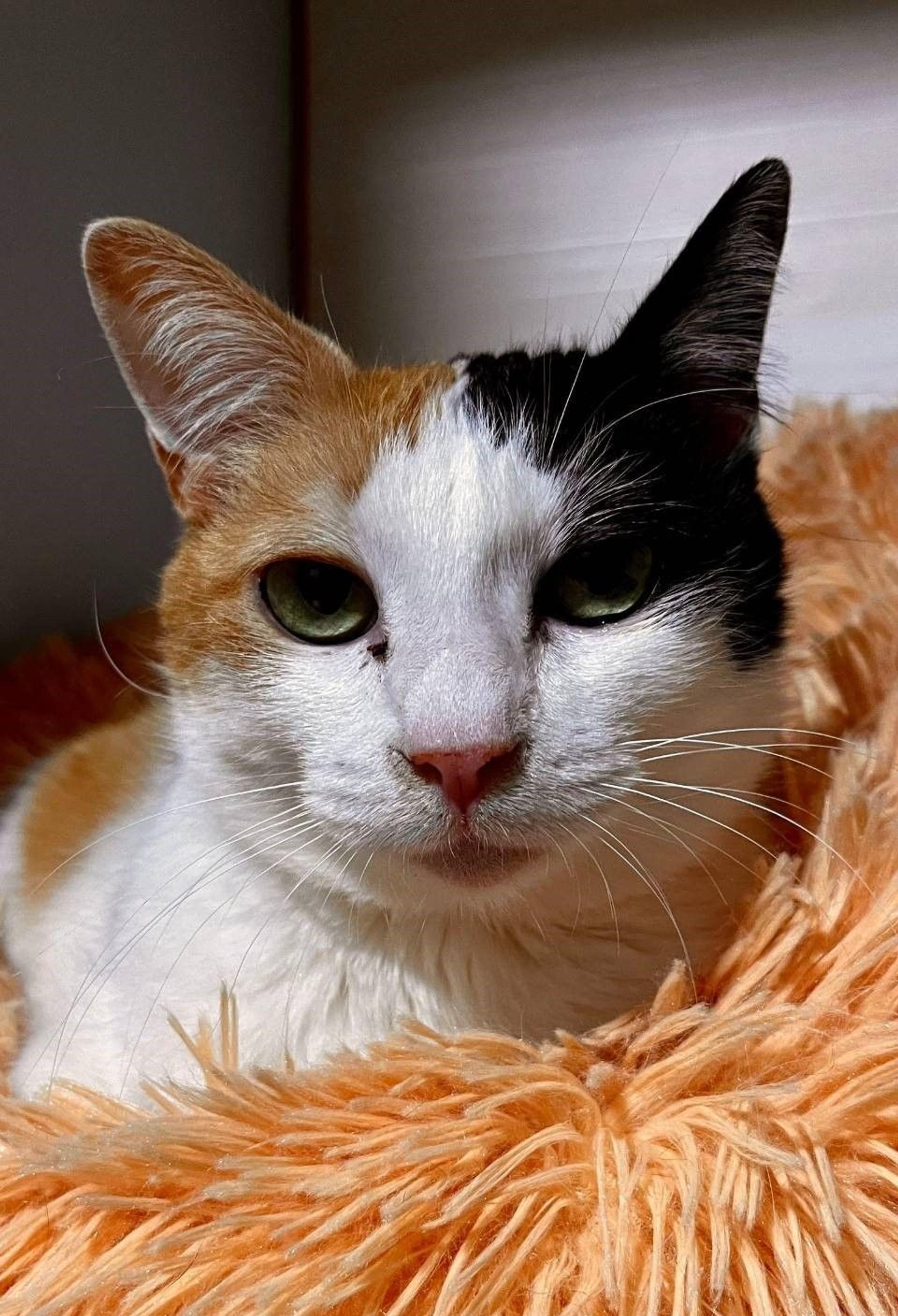 pet-image-3