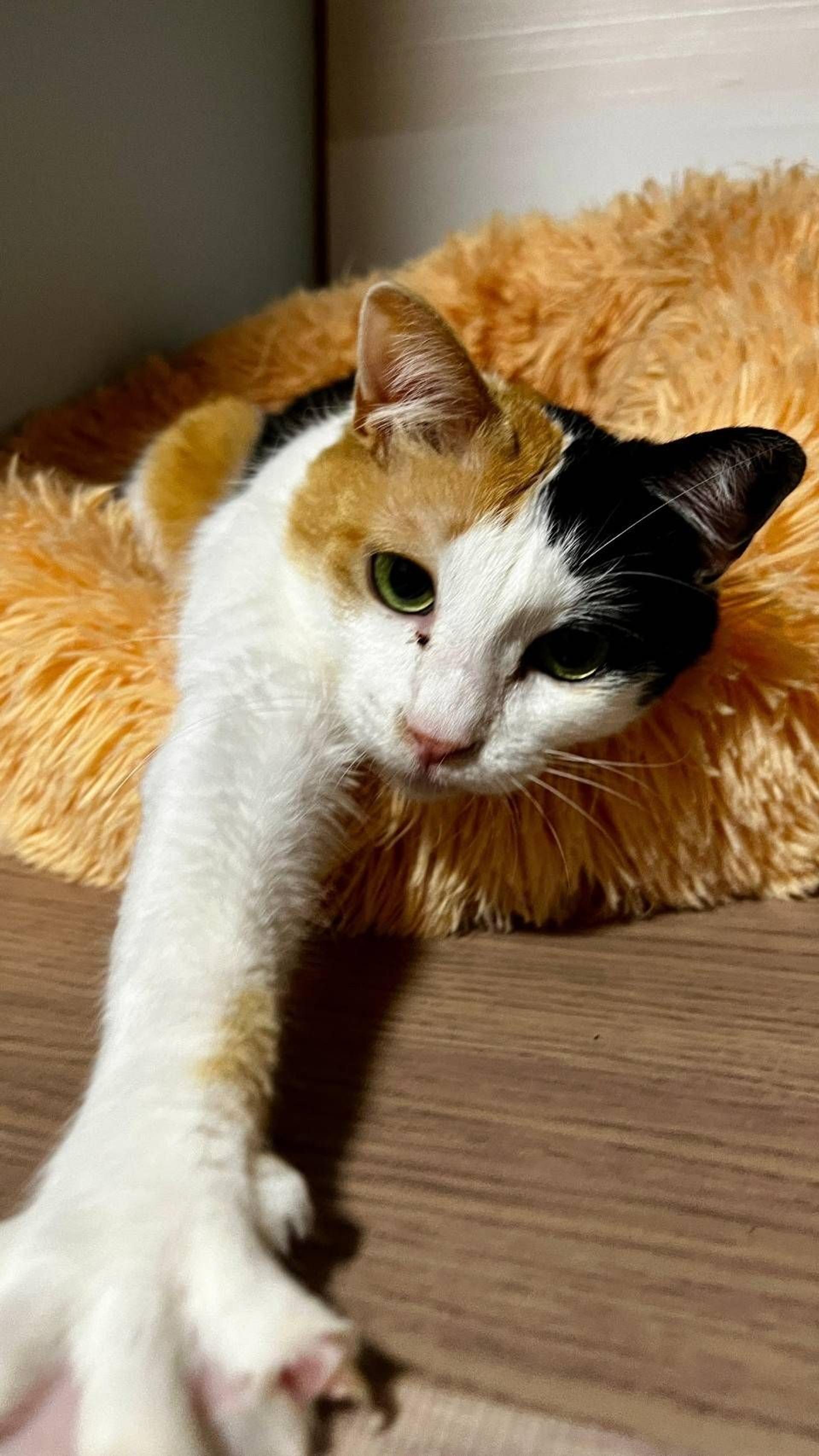 pet-image-4