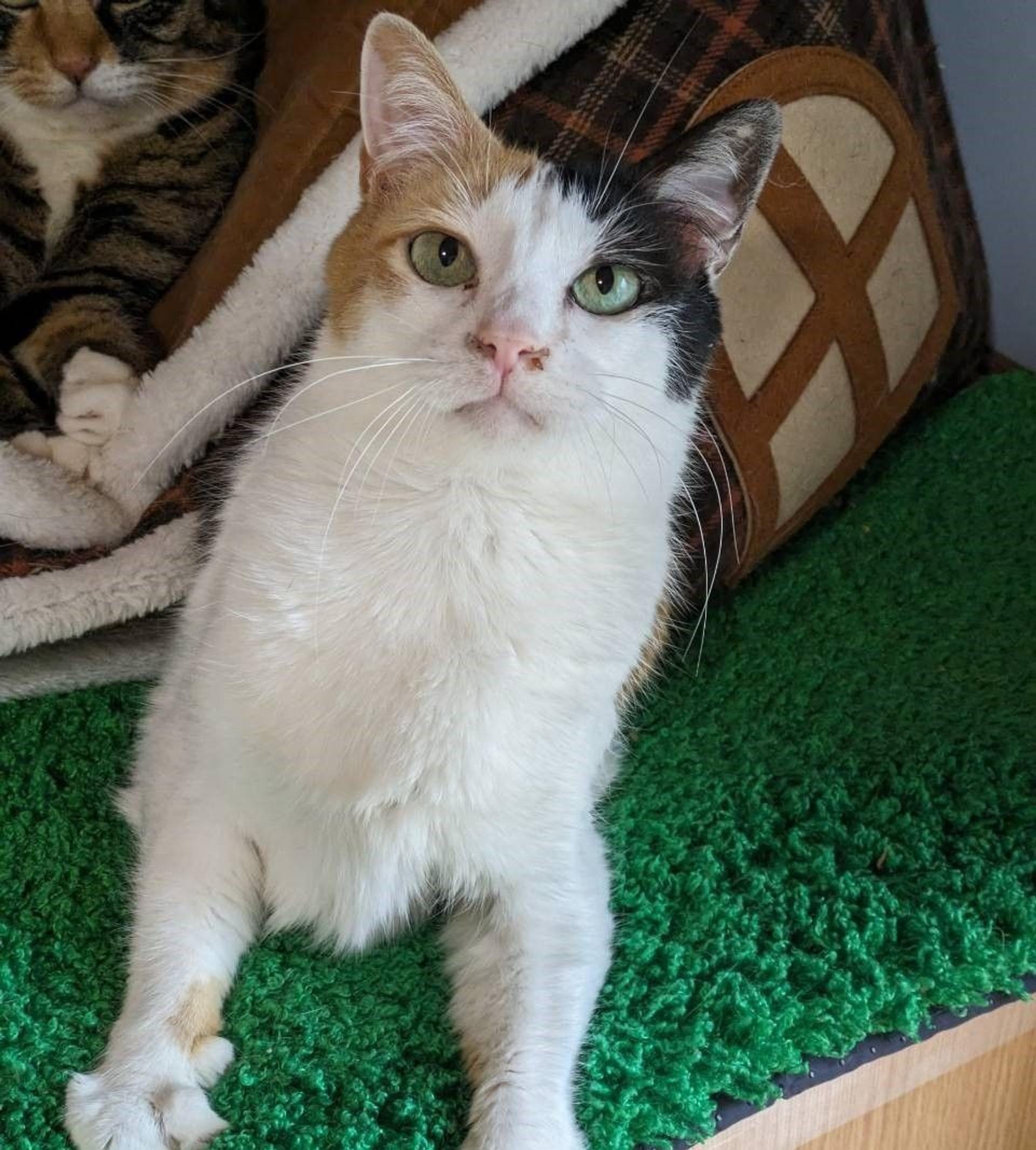 pet-image-7