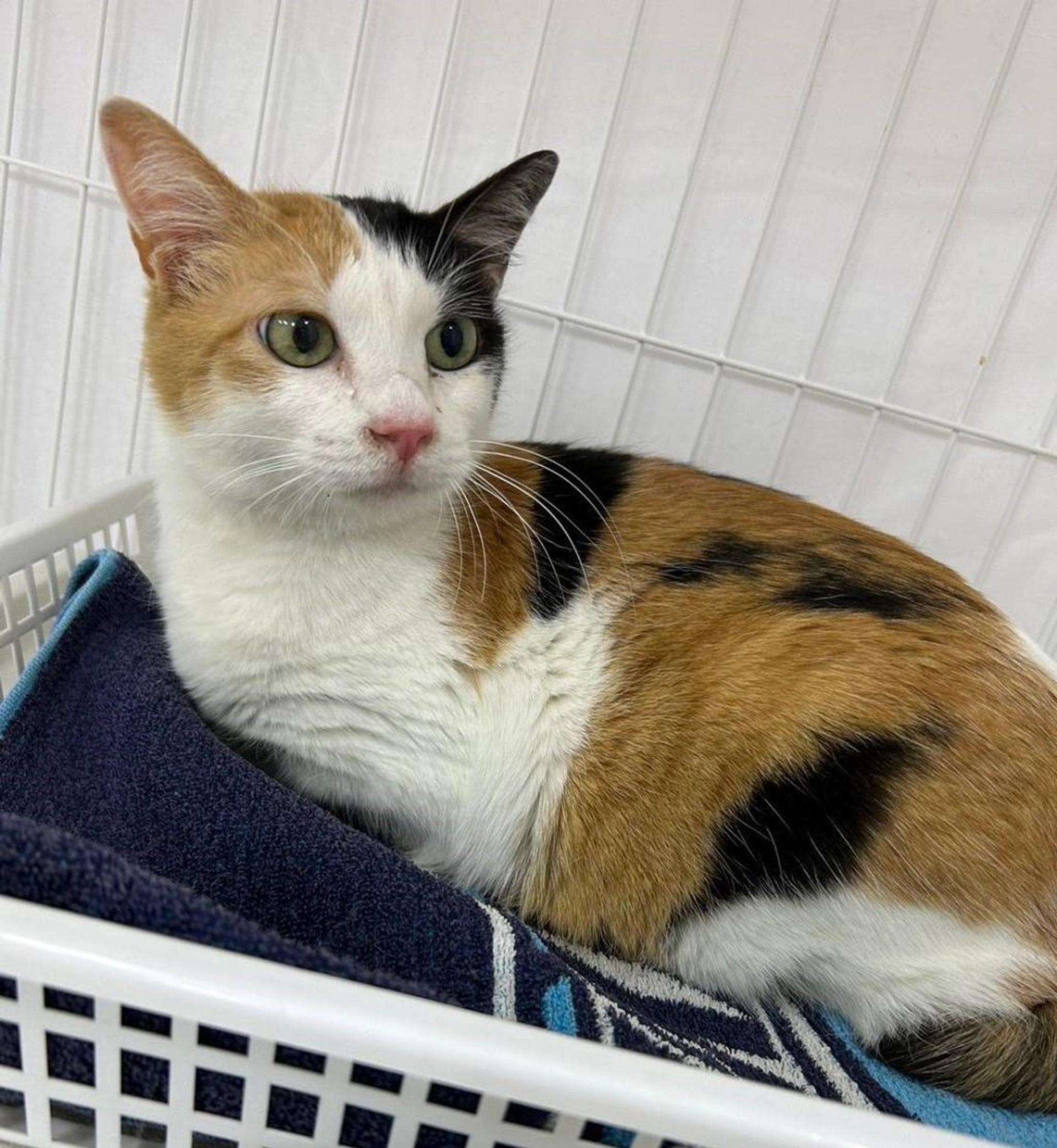 pet-image-9