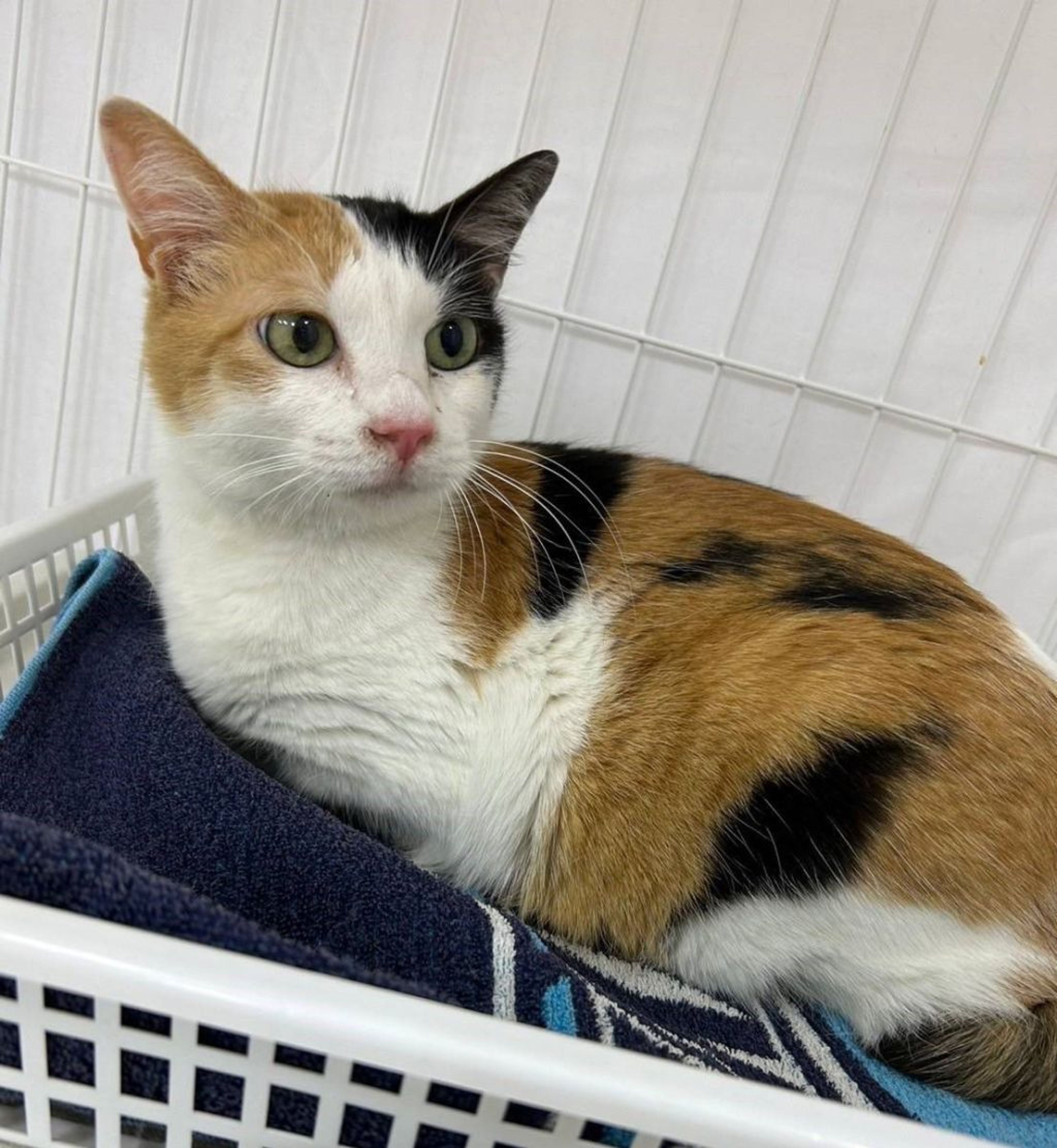 pet-image-9