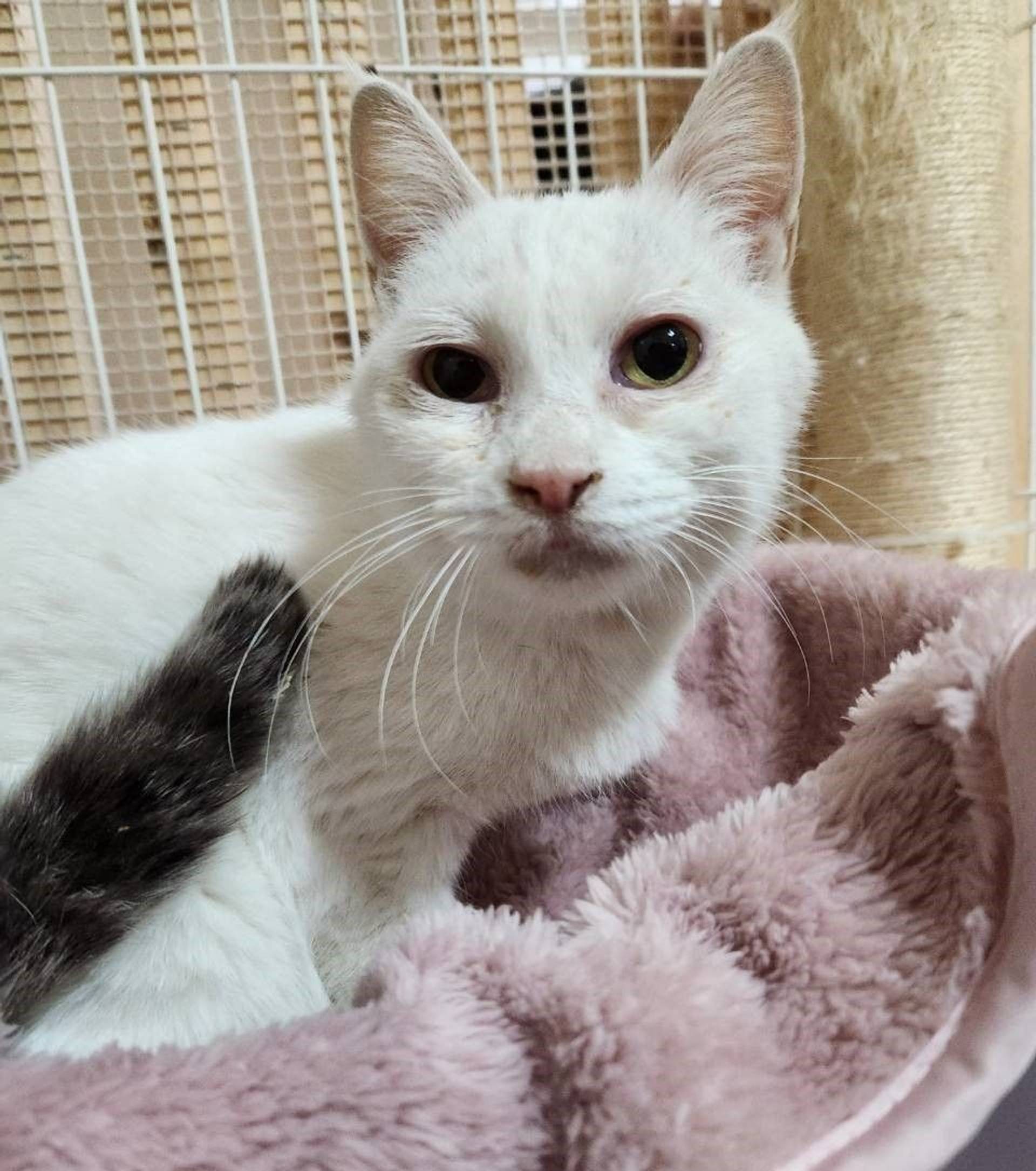 雑種（ミックス猫）・メスの里親募集の写真