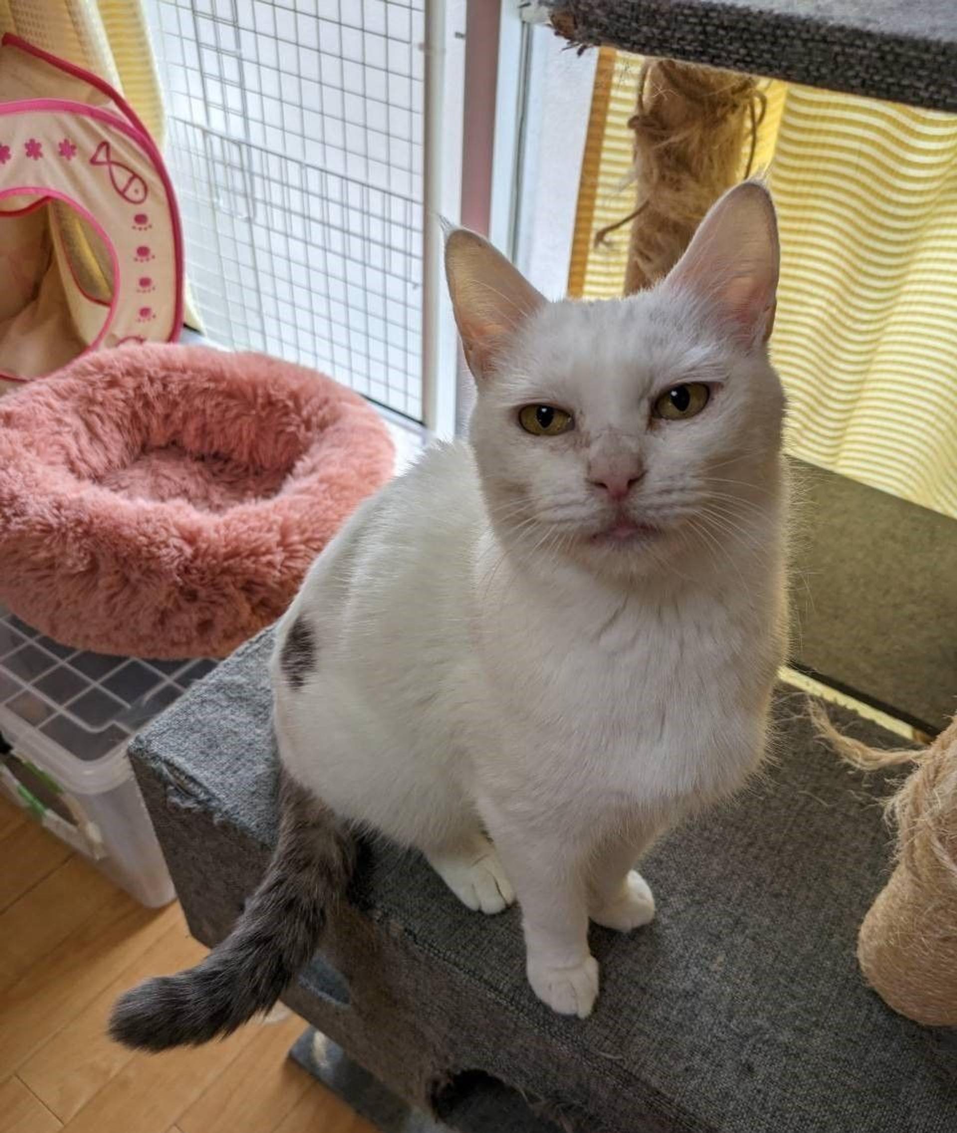 pet-image-3