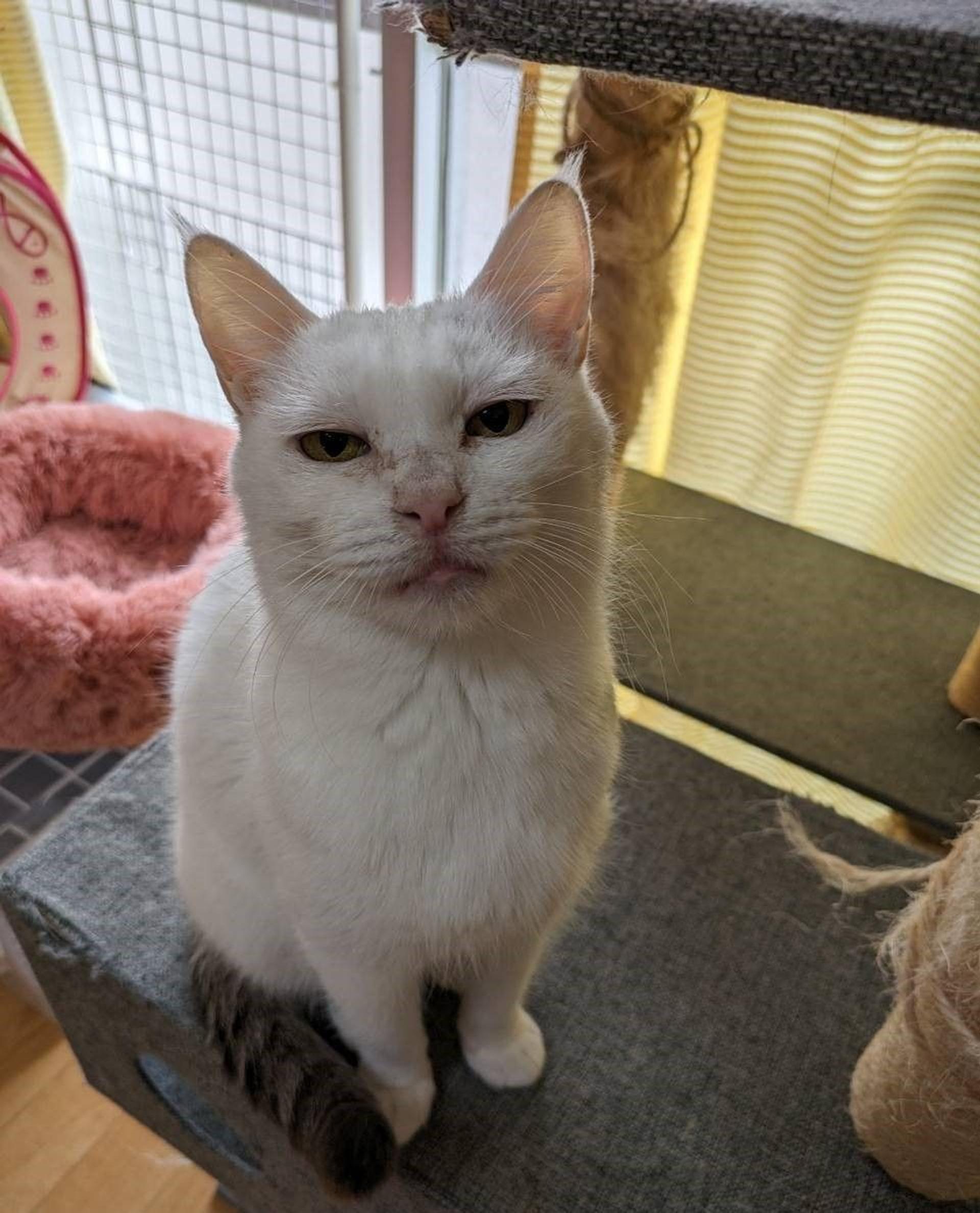 pet-image-4