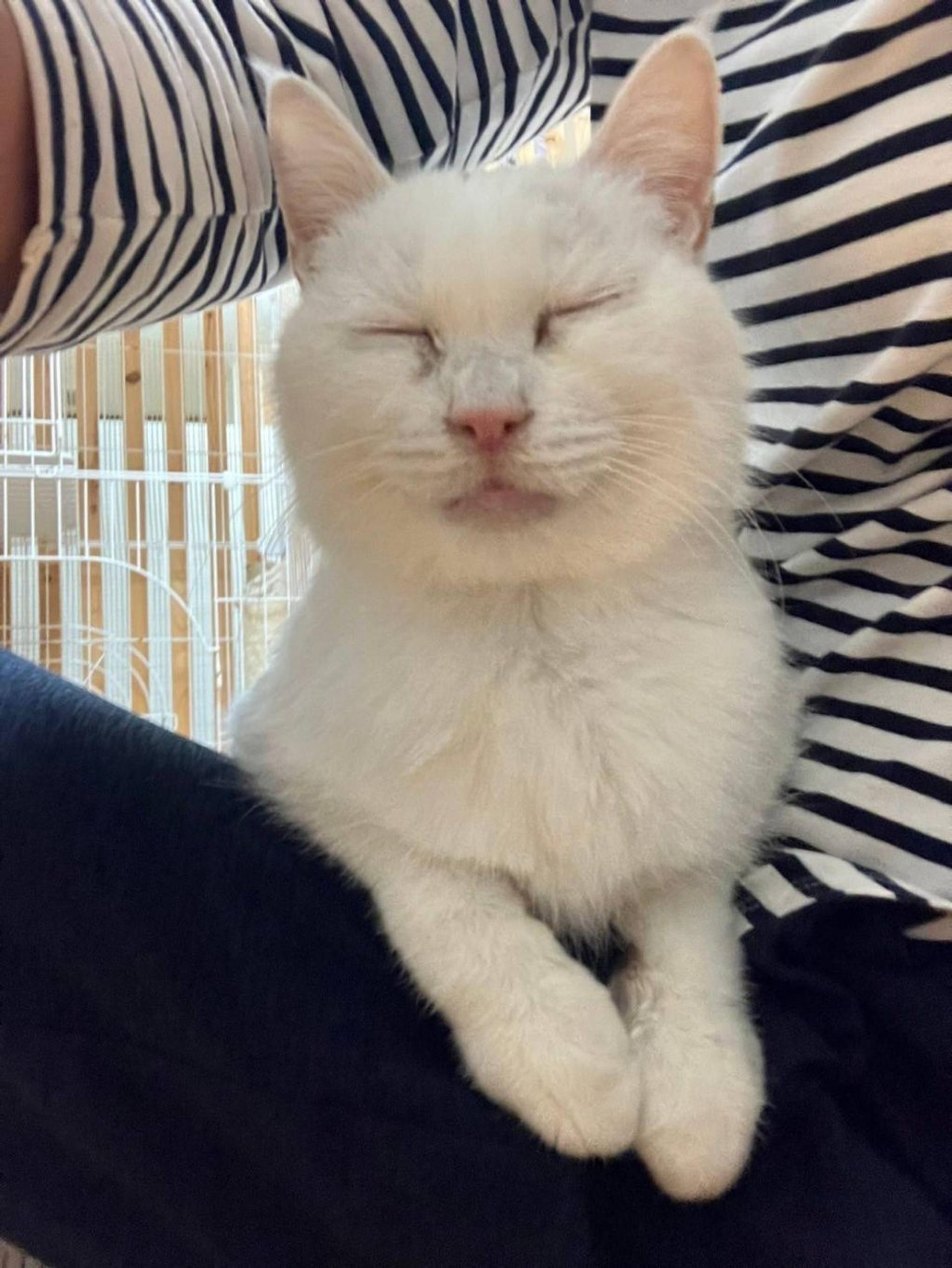 pet-image-10