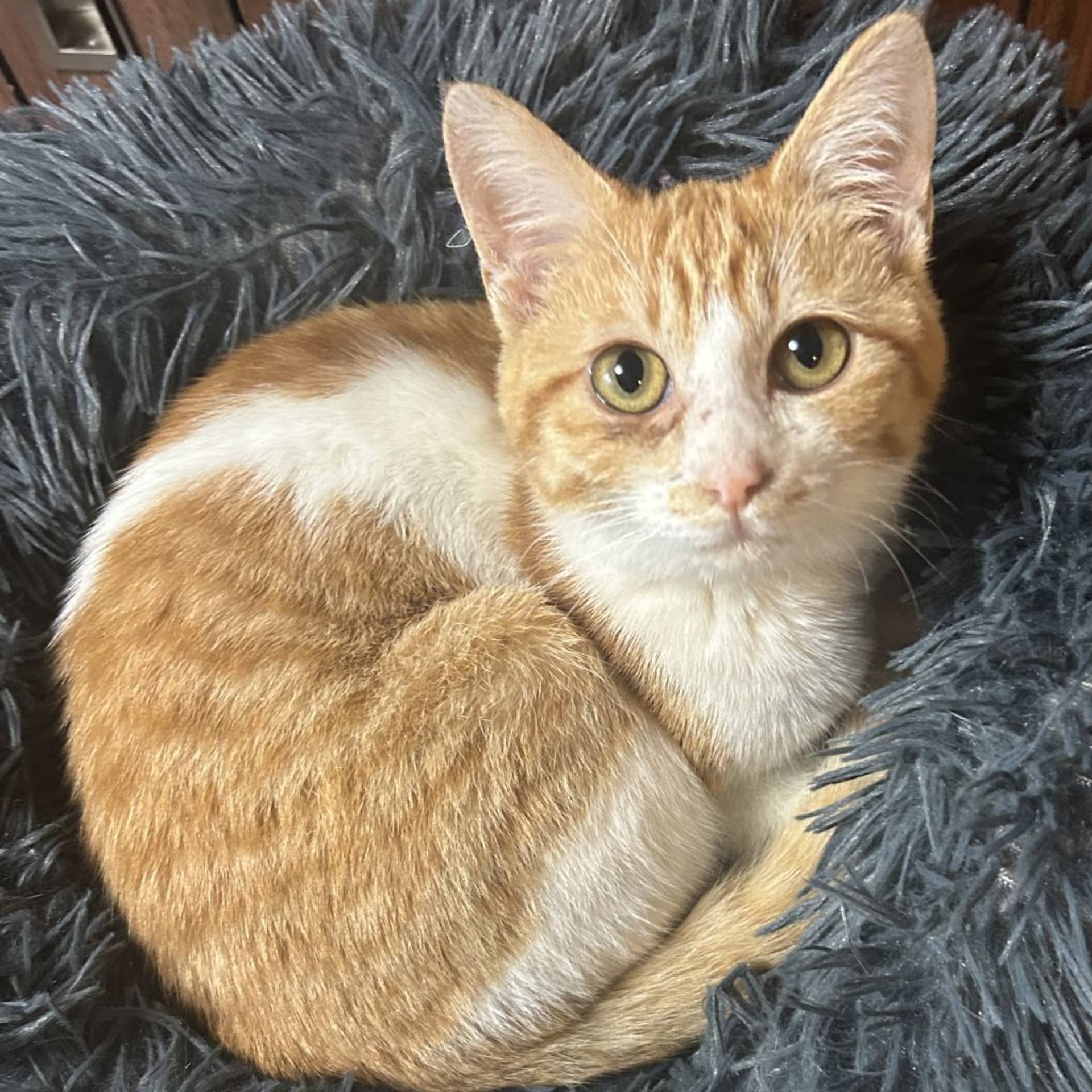 雑種（ミックス猫）・メスの里親募集の写真