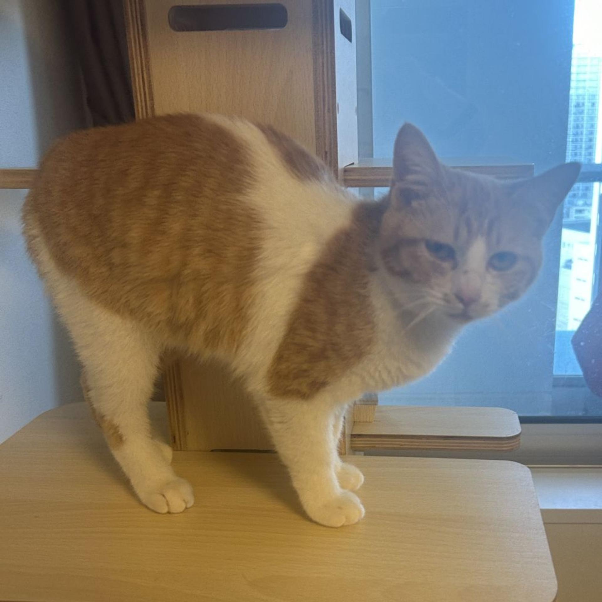 pet-image-9