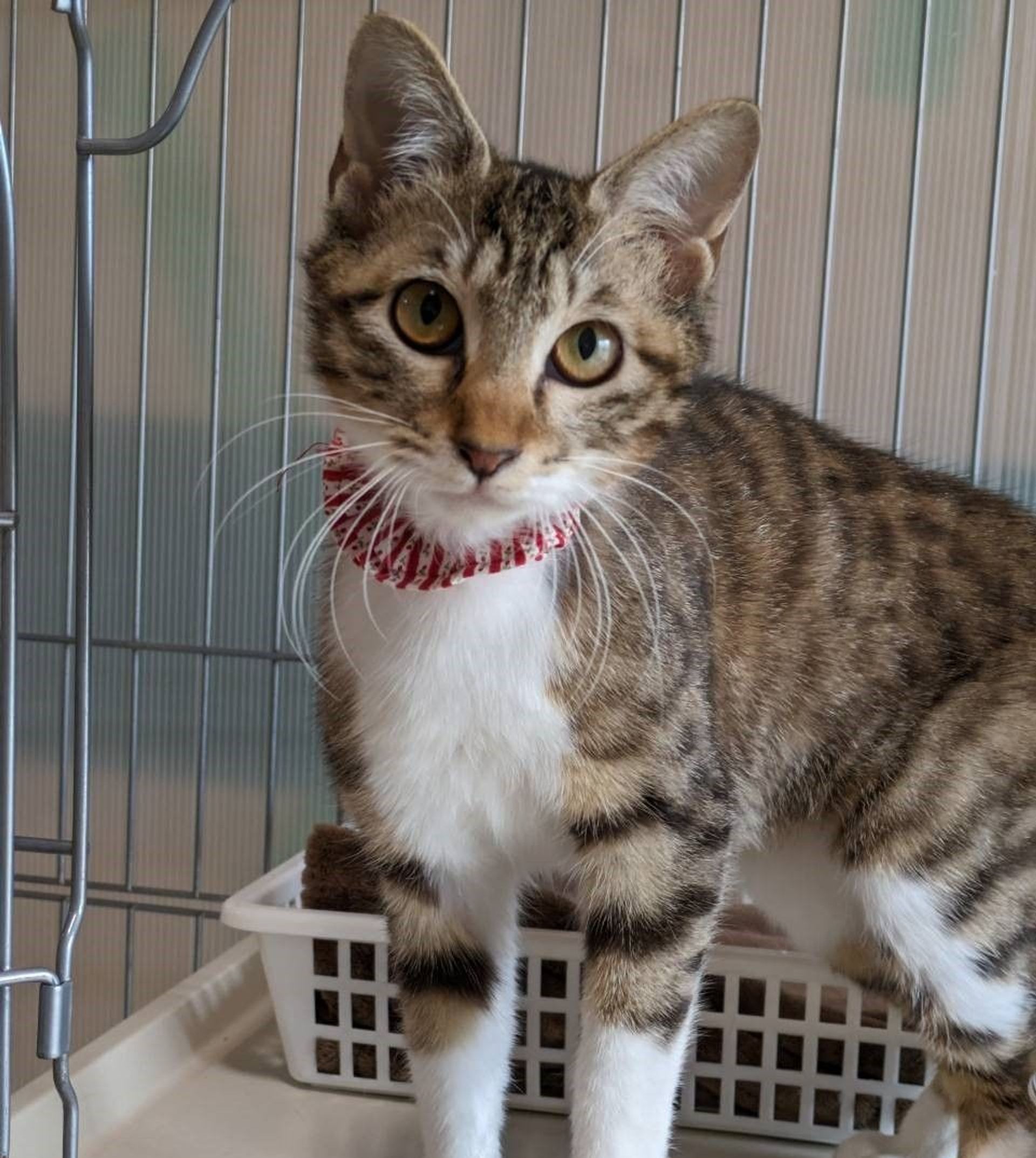 雑種（ミックス猫）・メスの里親募集の写真