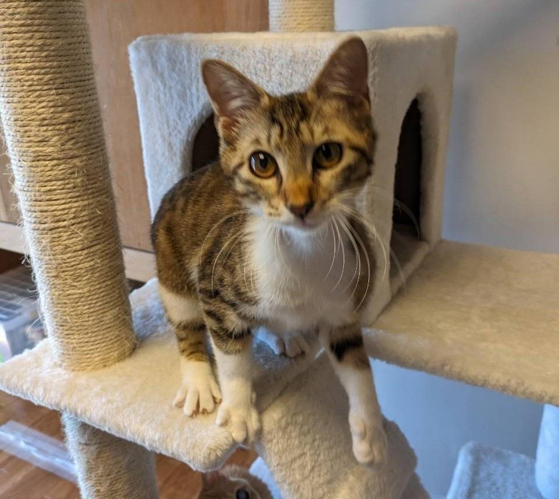 pet-image-3