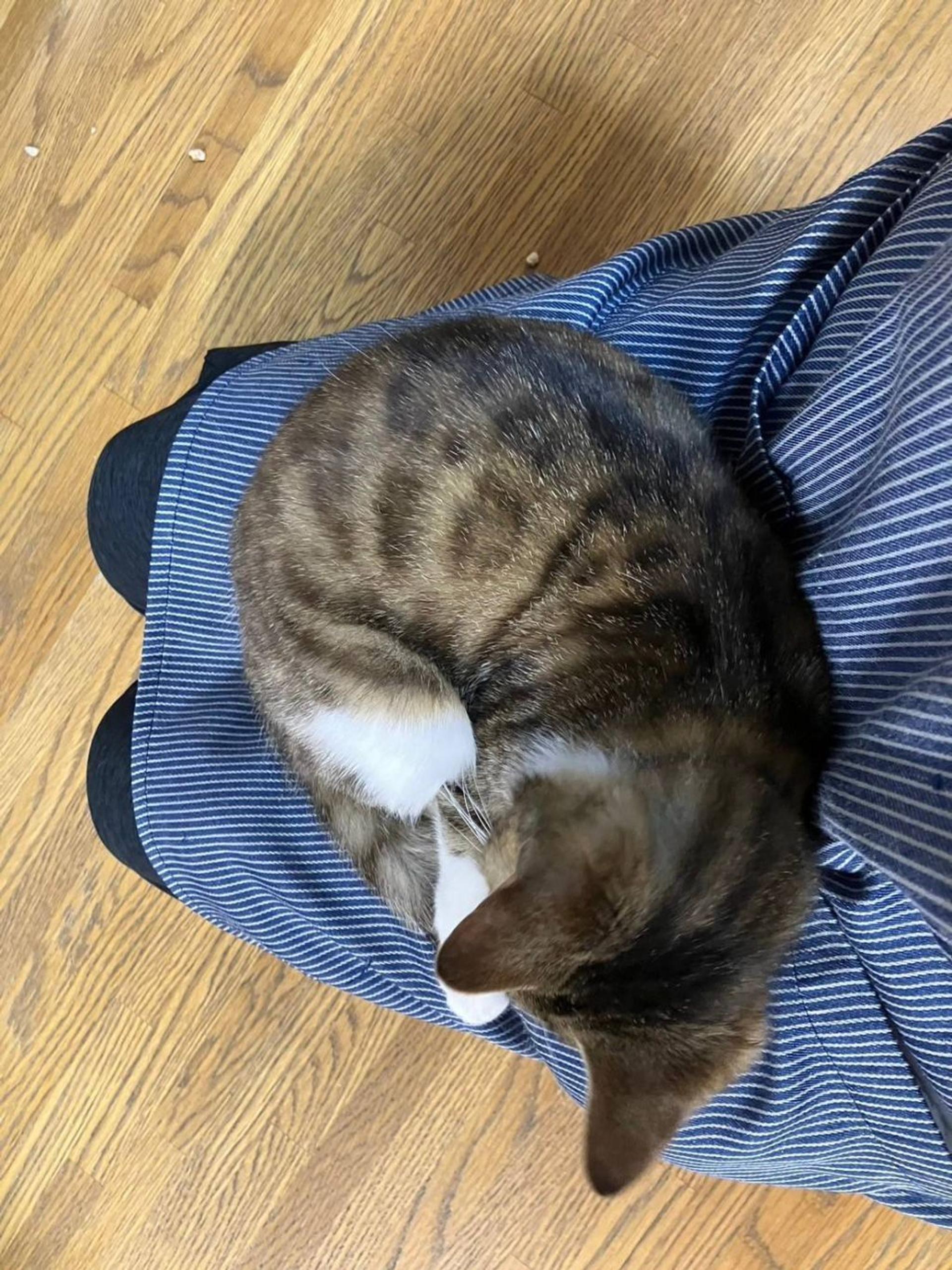 pet-image-10