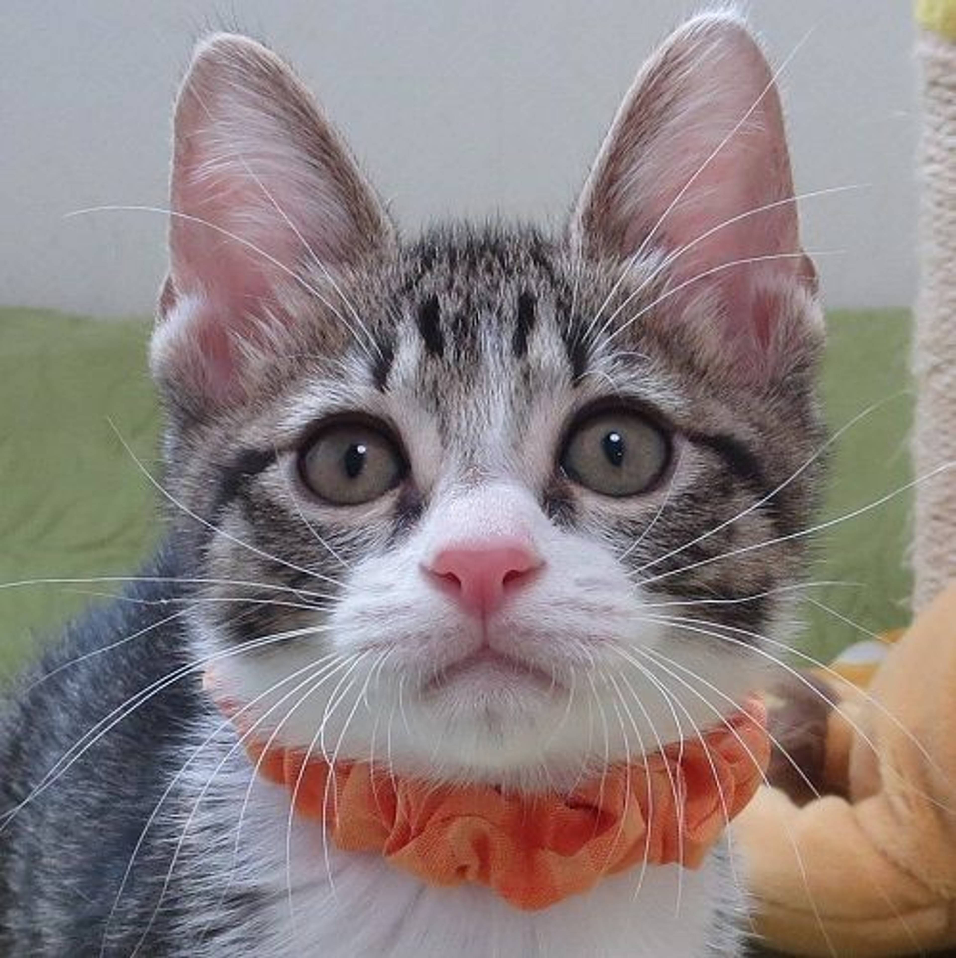 雑種（ミックス猫）・オスの里親募集の写真