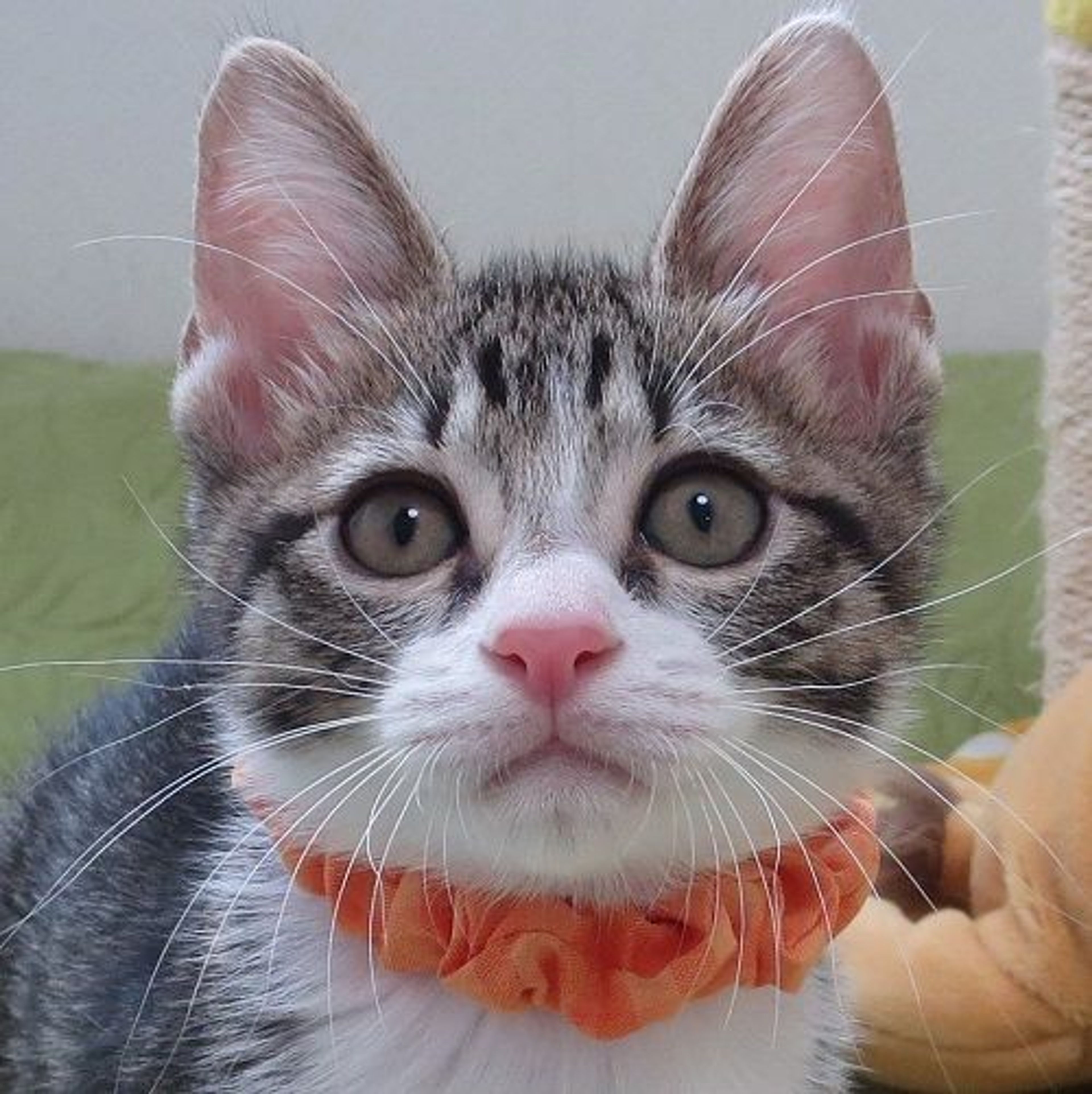 雑種（ミックス猫）・オスの里親募集の写真