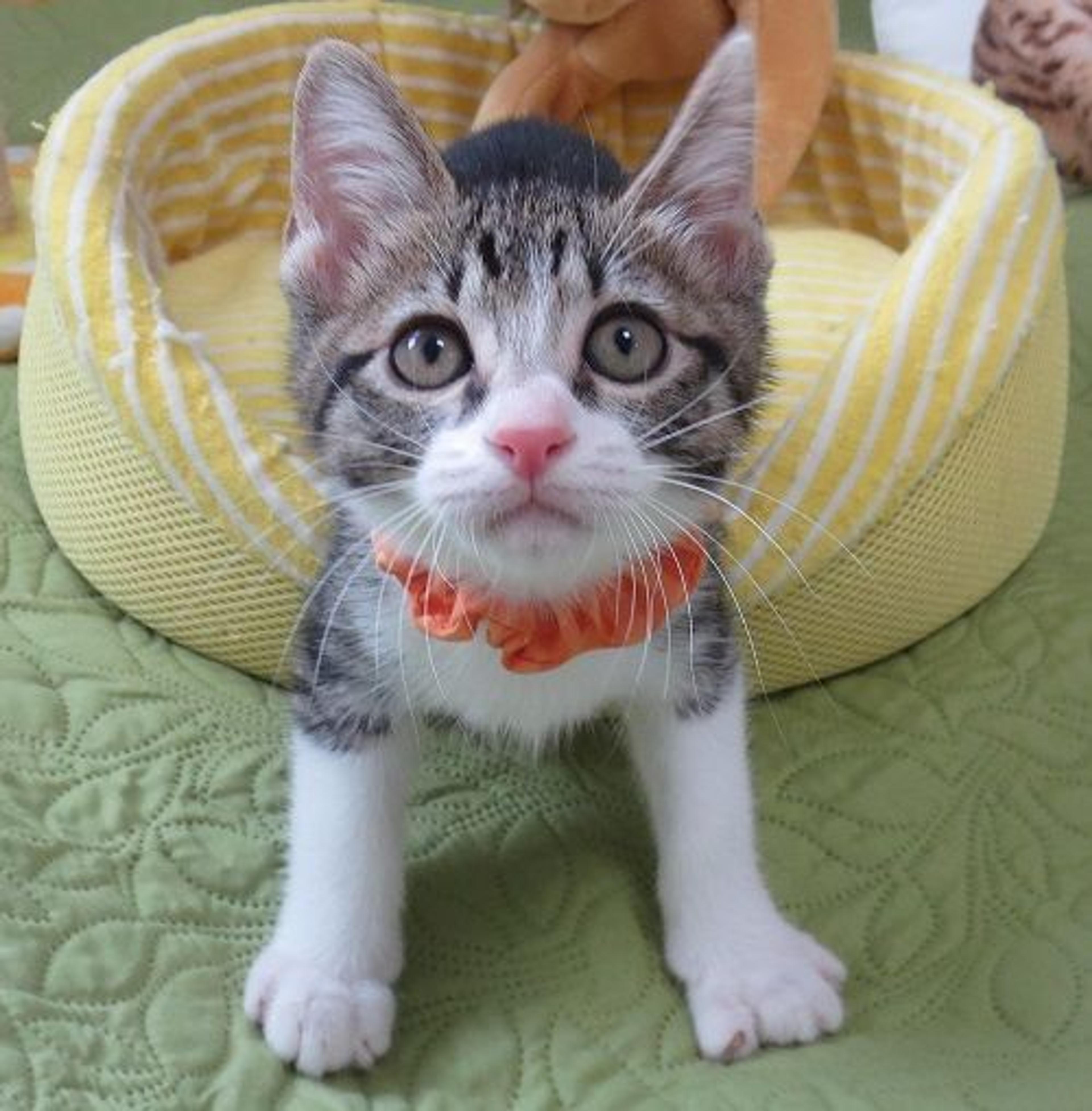 pet-image-2