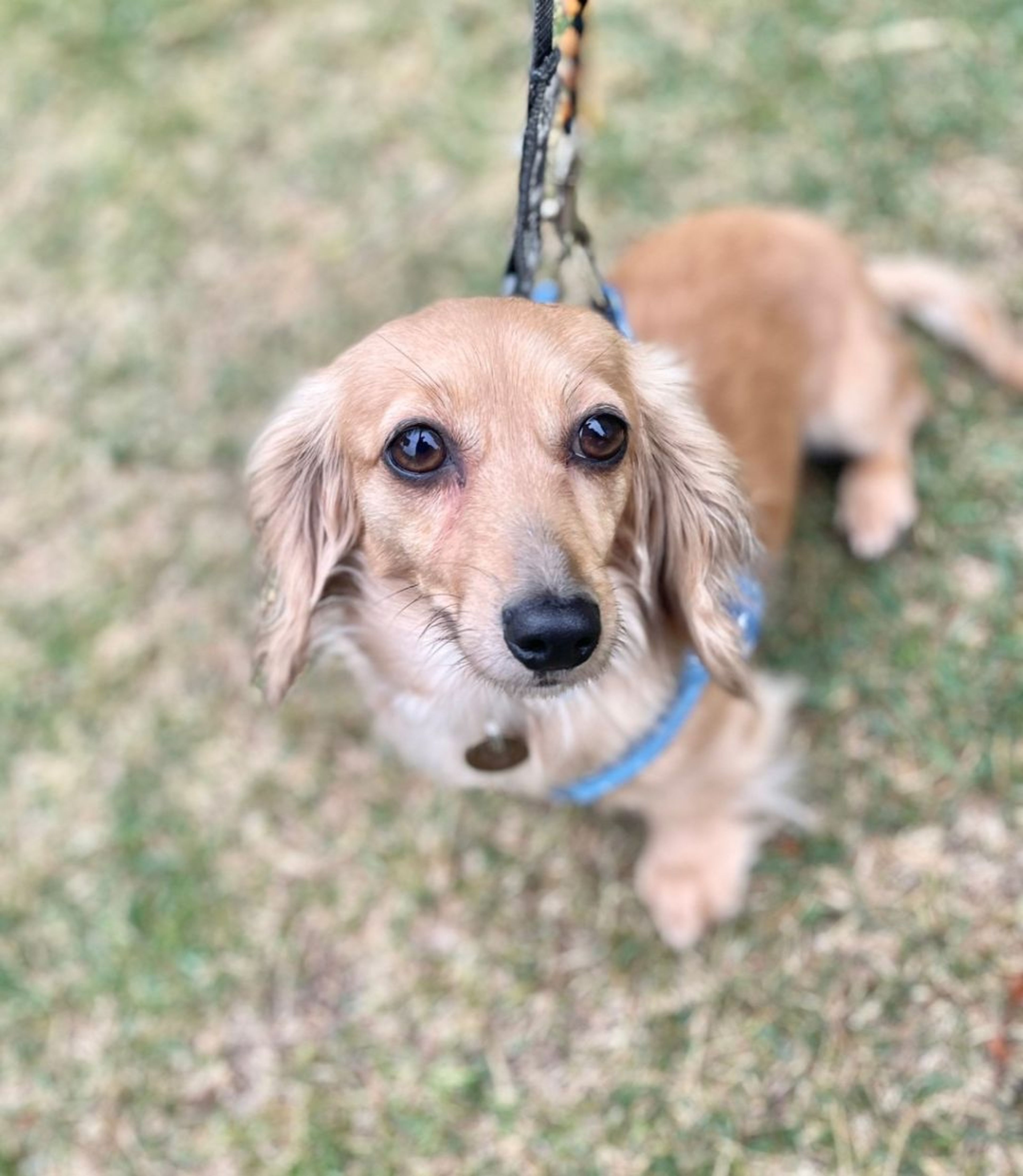 pet-image-2