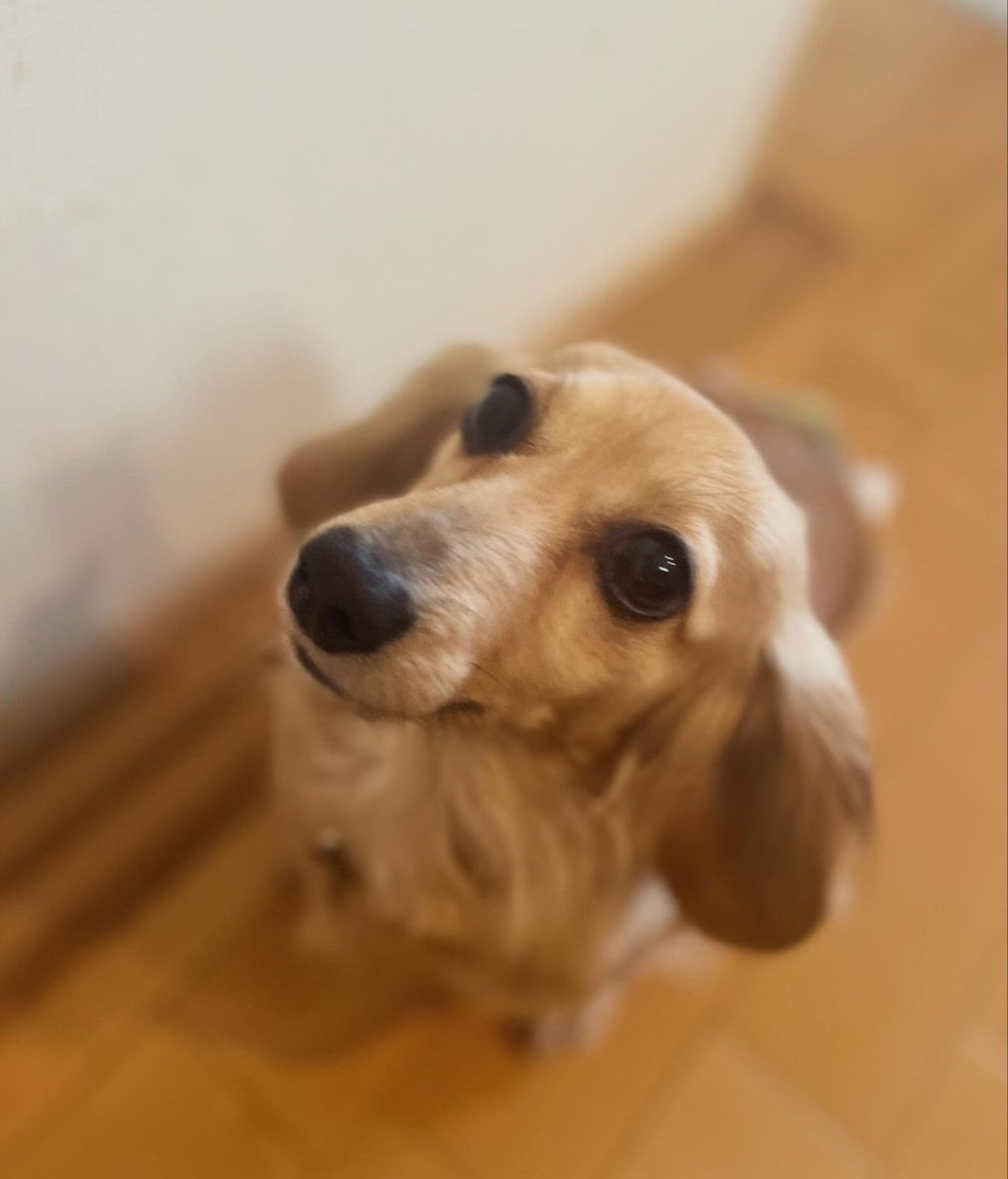 pet-image-3