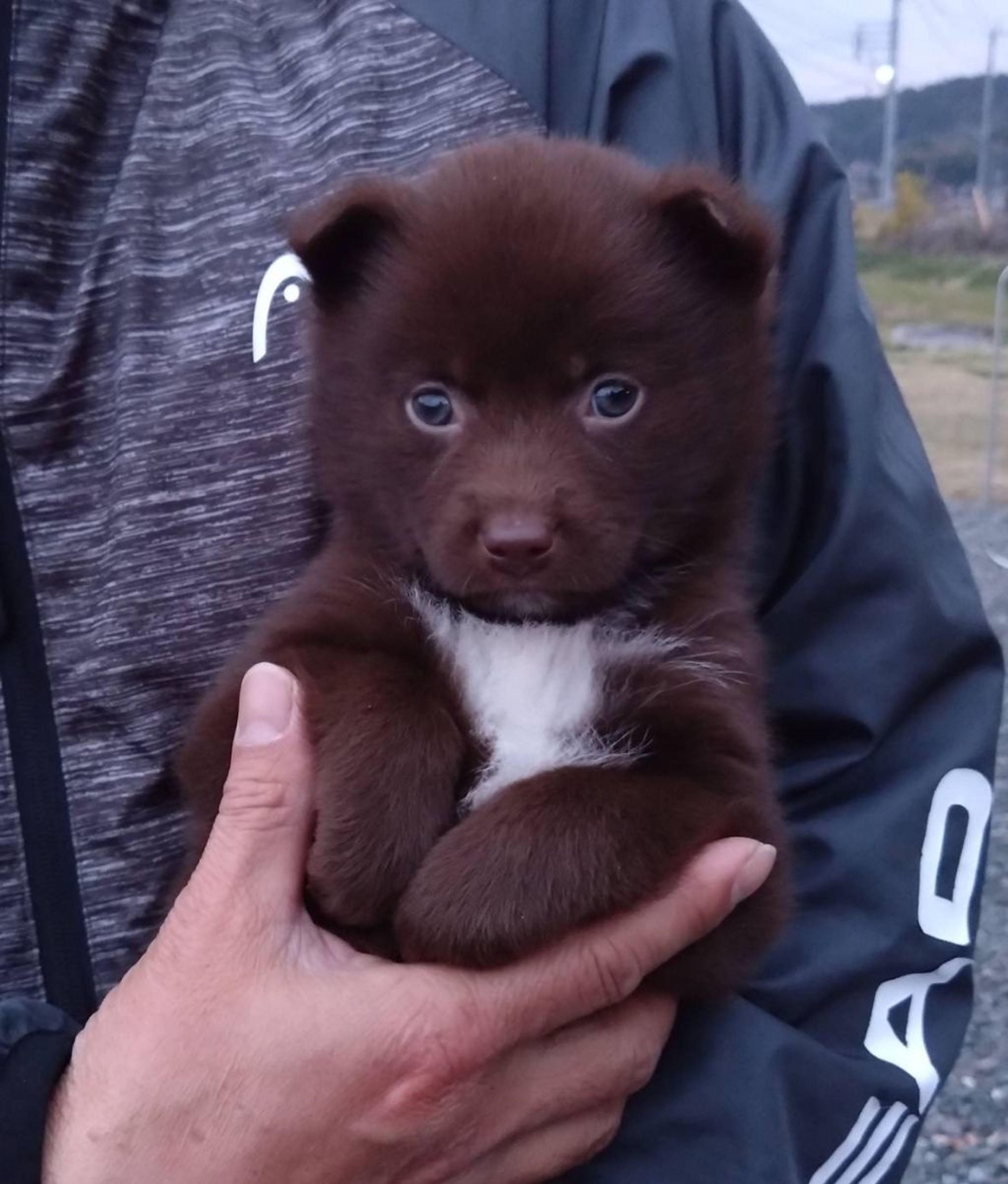 雑種（ミックス犬）・オスの里親募集の写真