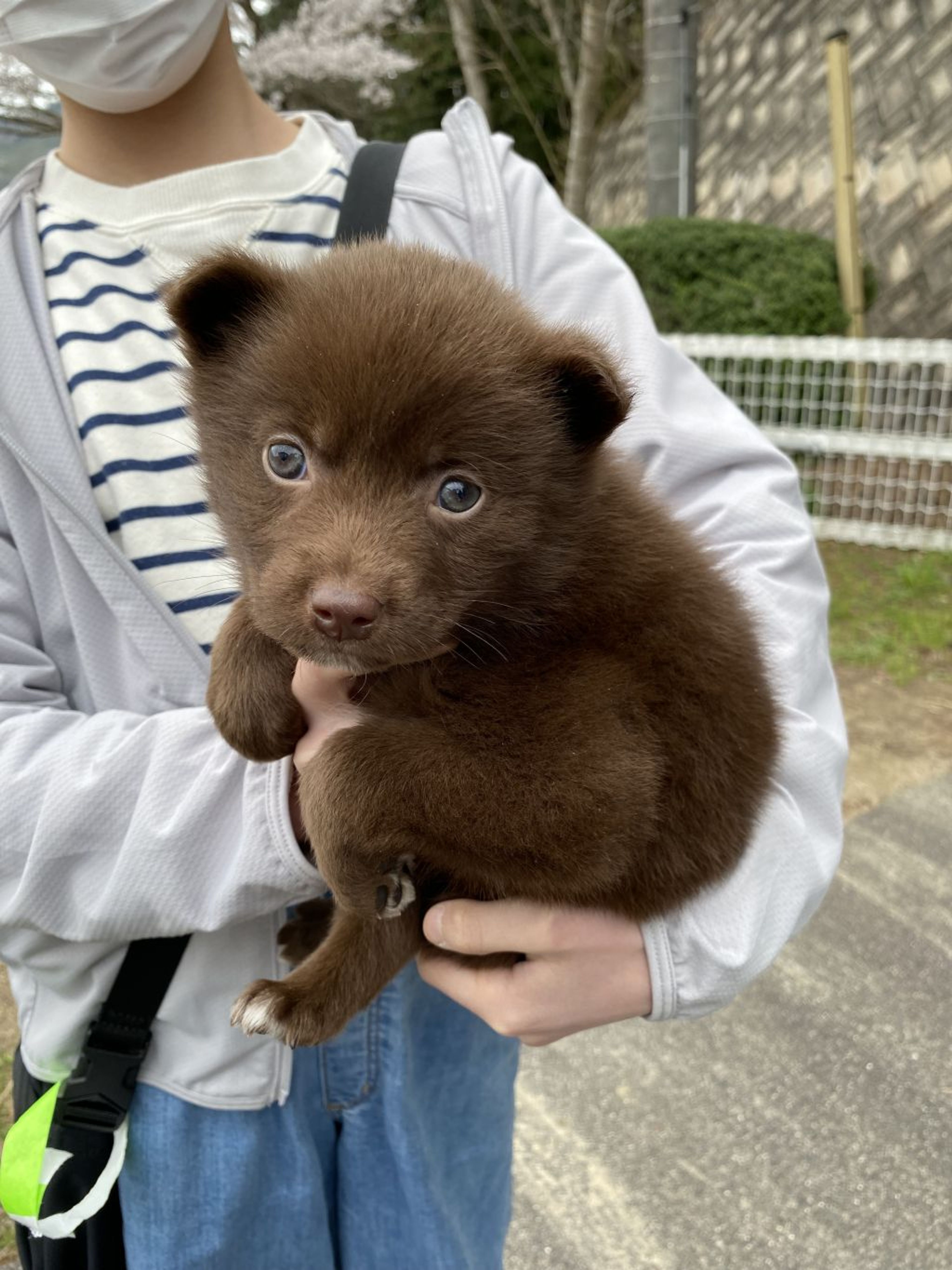 pet-image-3