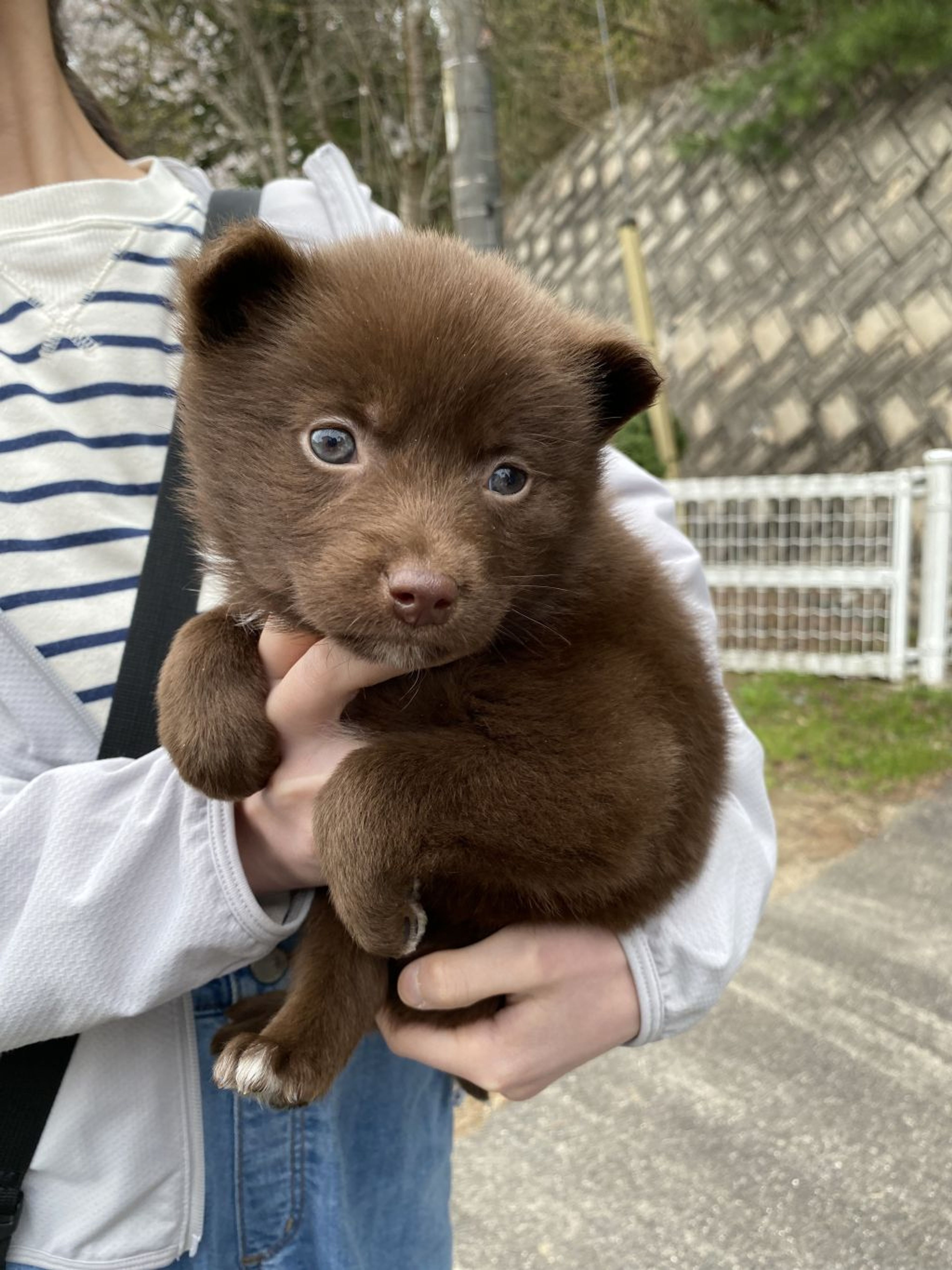 pet-image-4
