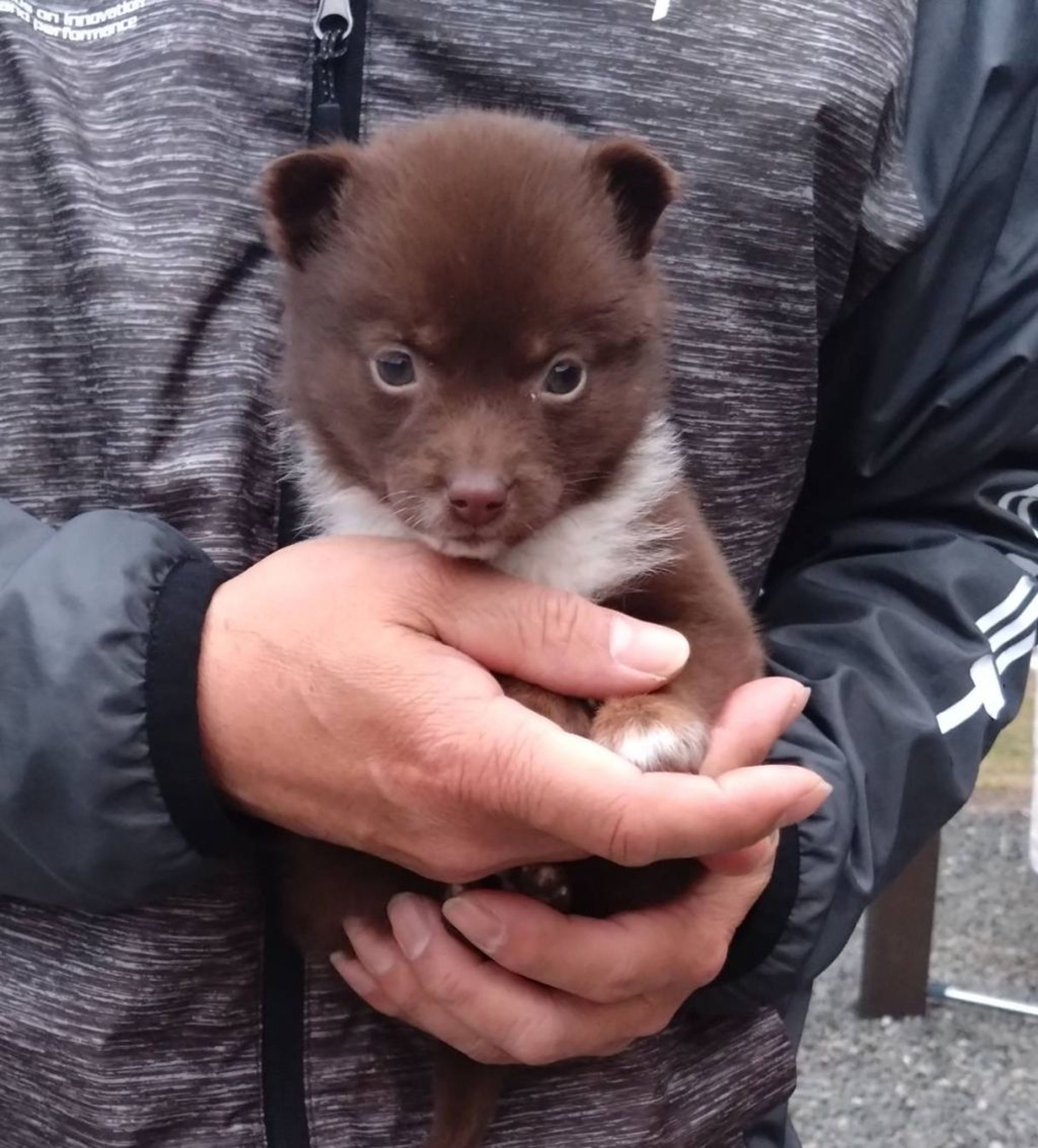 pet-image-2