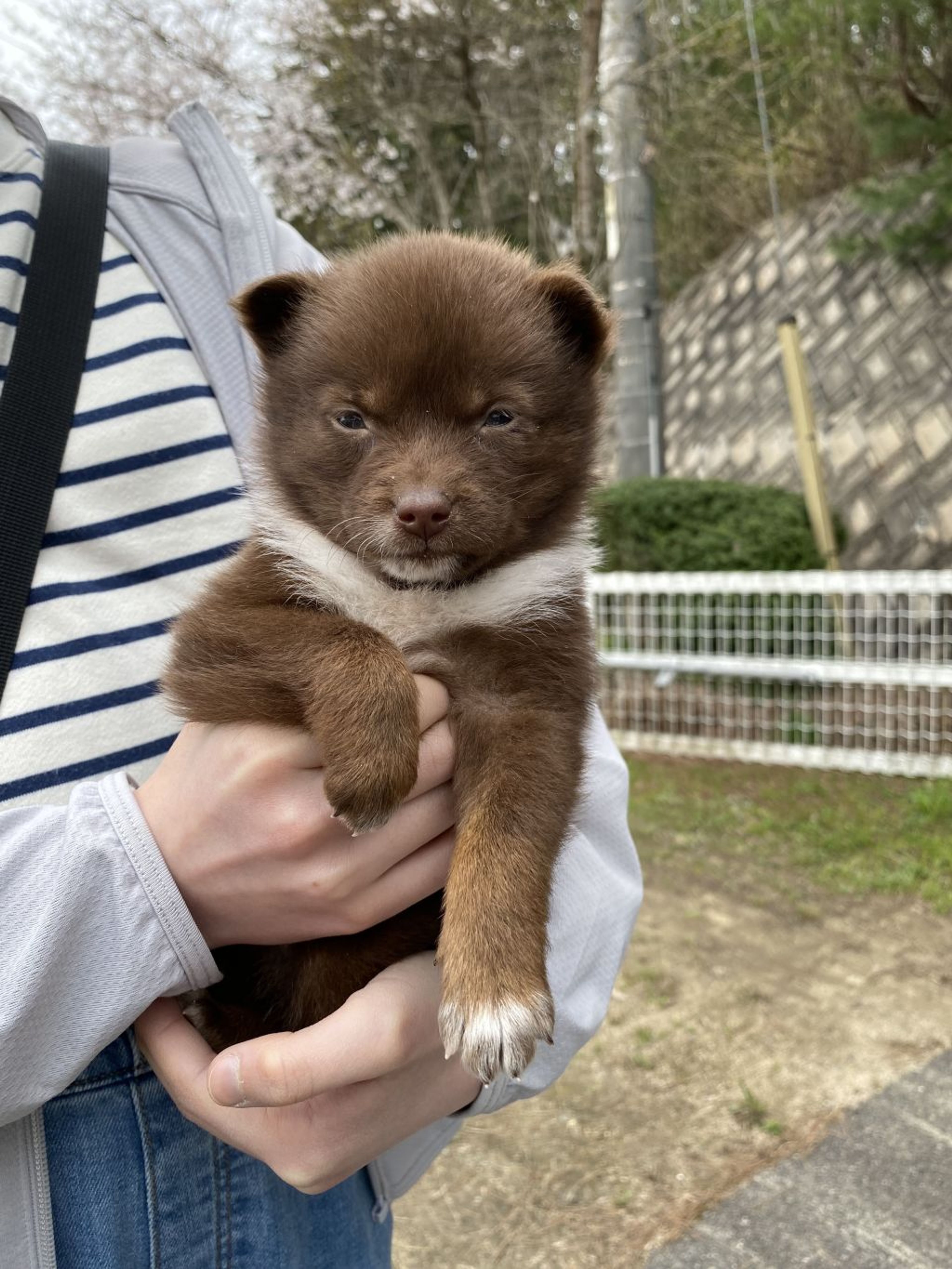 pet-image-4