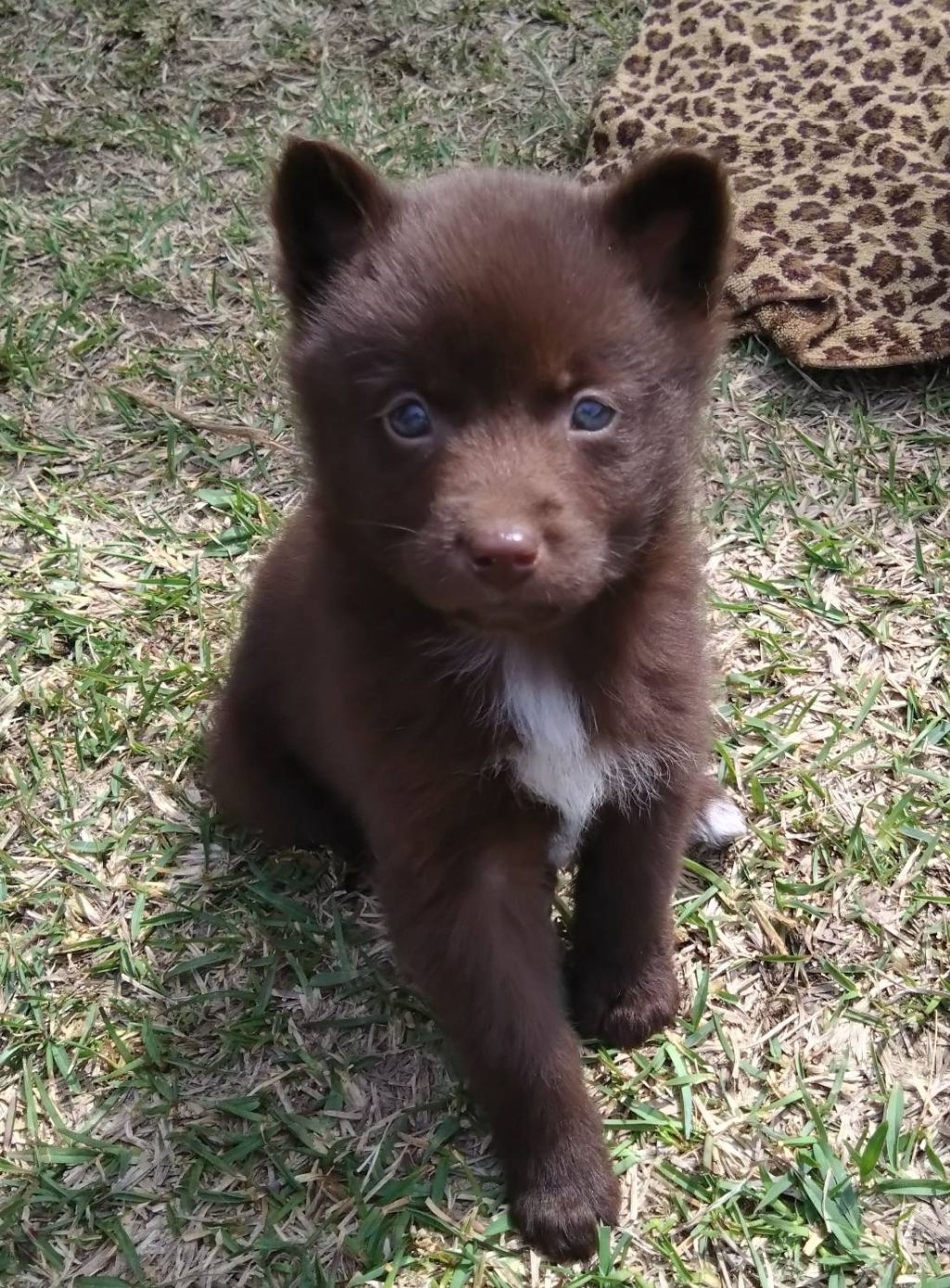 雑種（ミックス犬）・メスの里親募集の写真