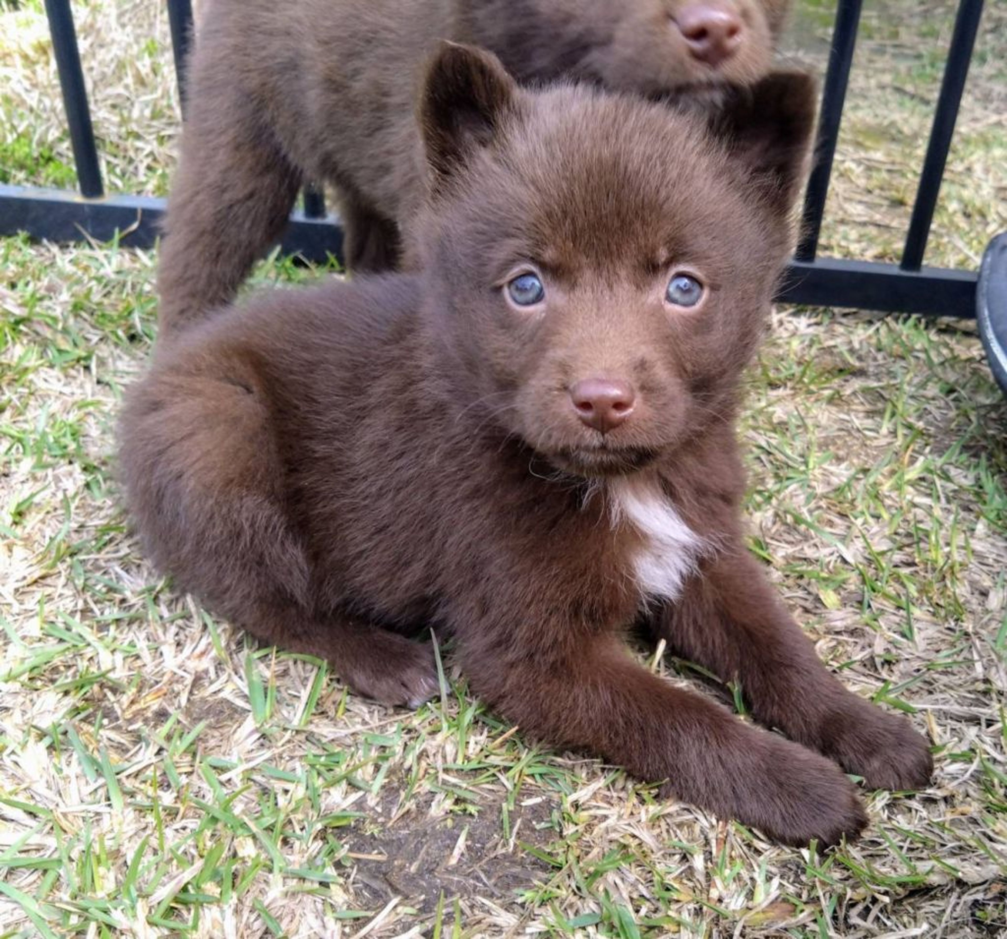 pet-image-2