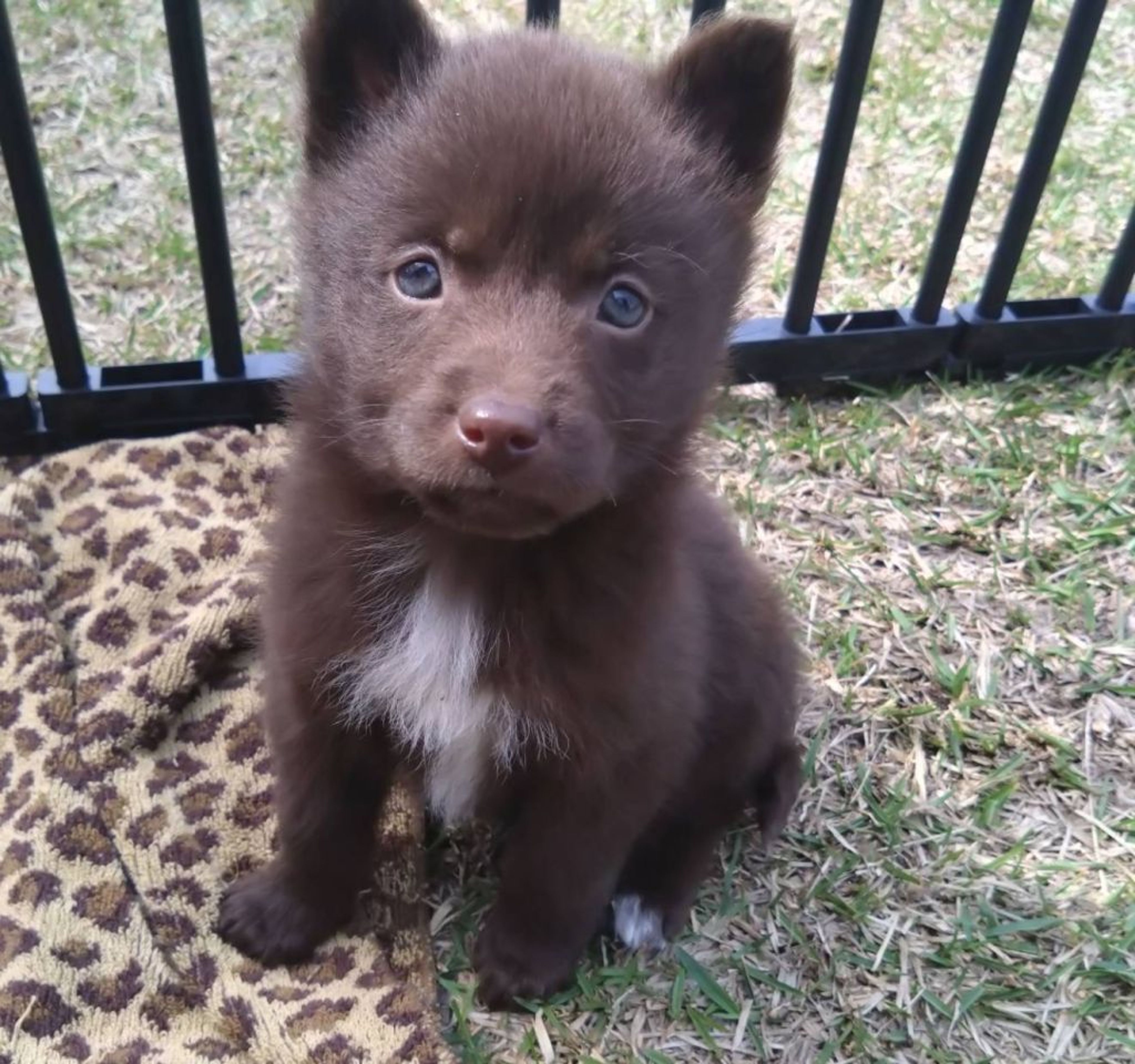 pet-image-3