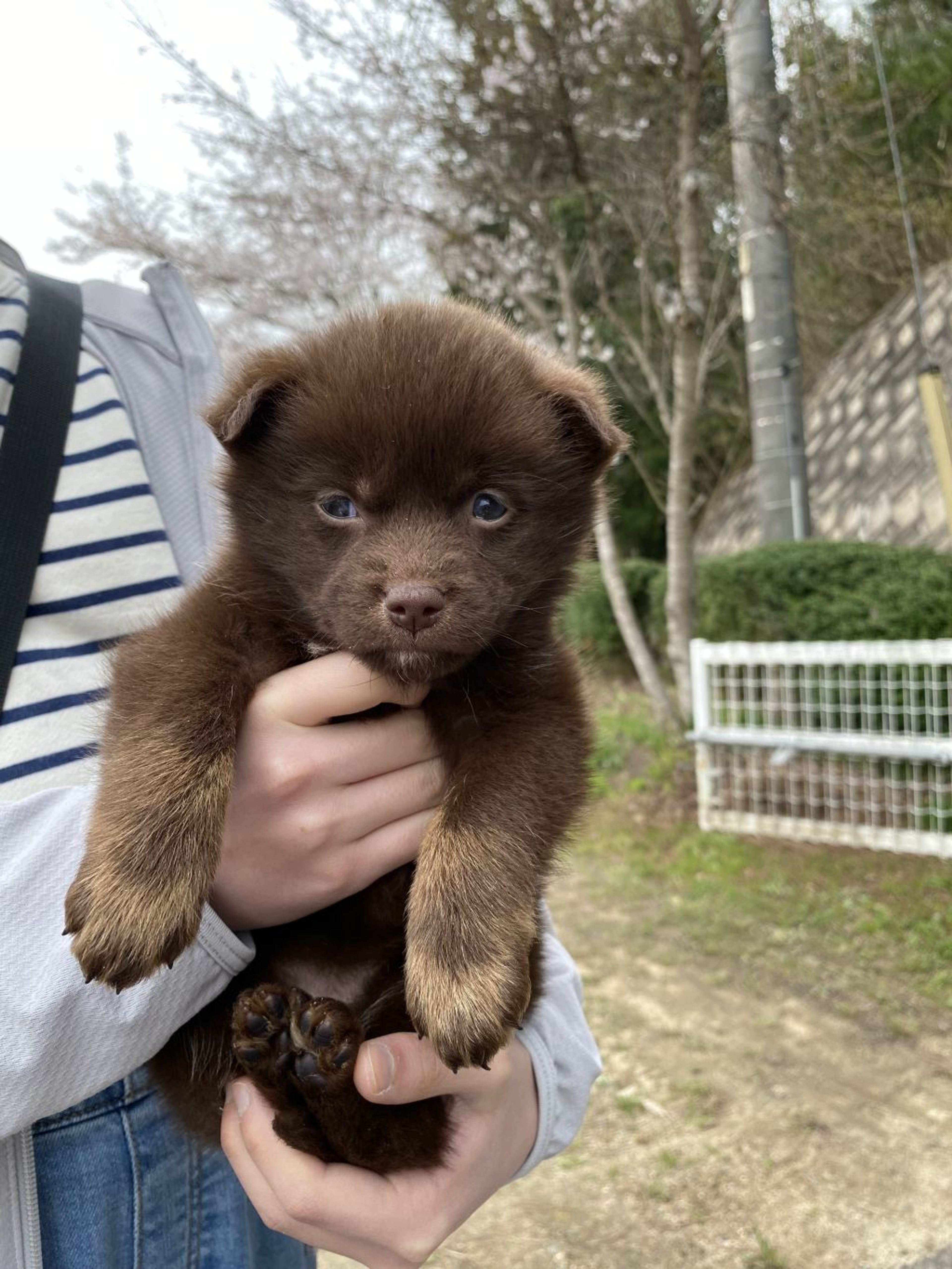 pet-image-4
