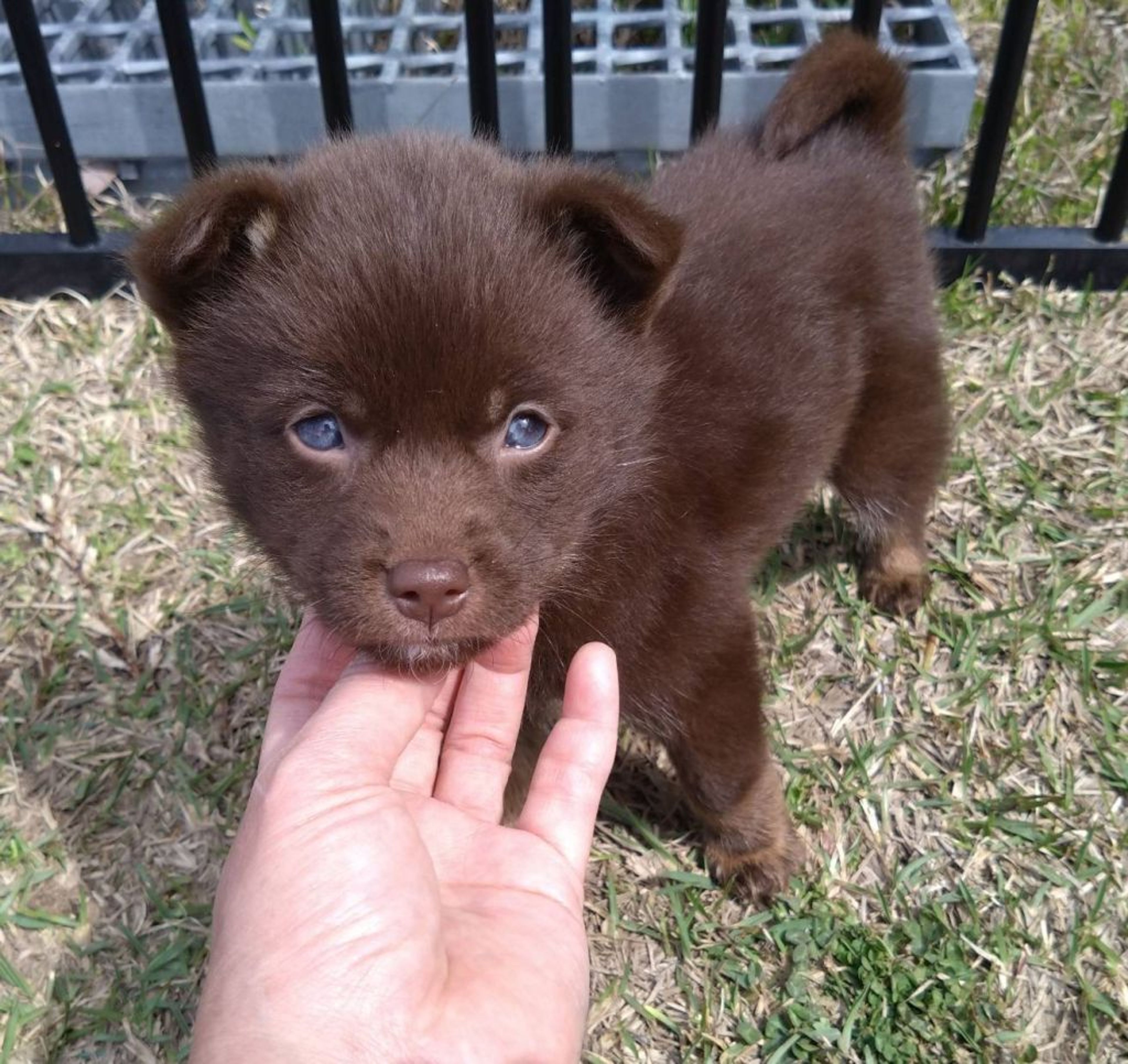 雑種（ミックス犬）・メスの里親募集の写真