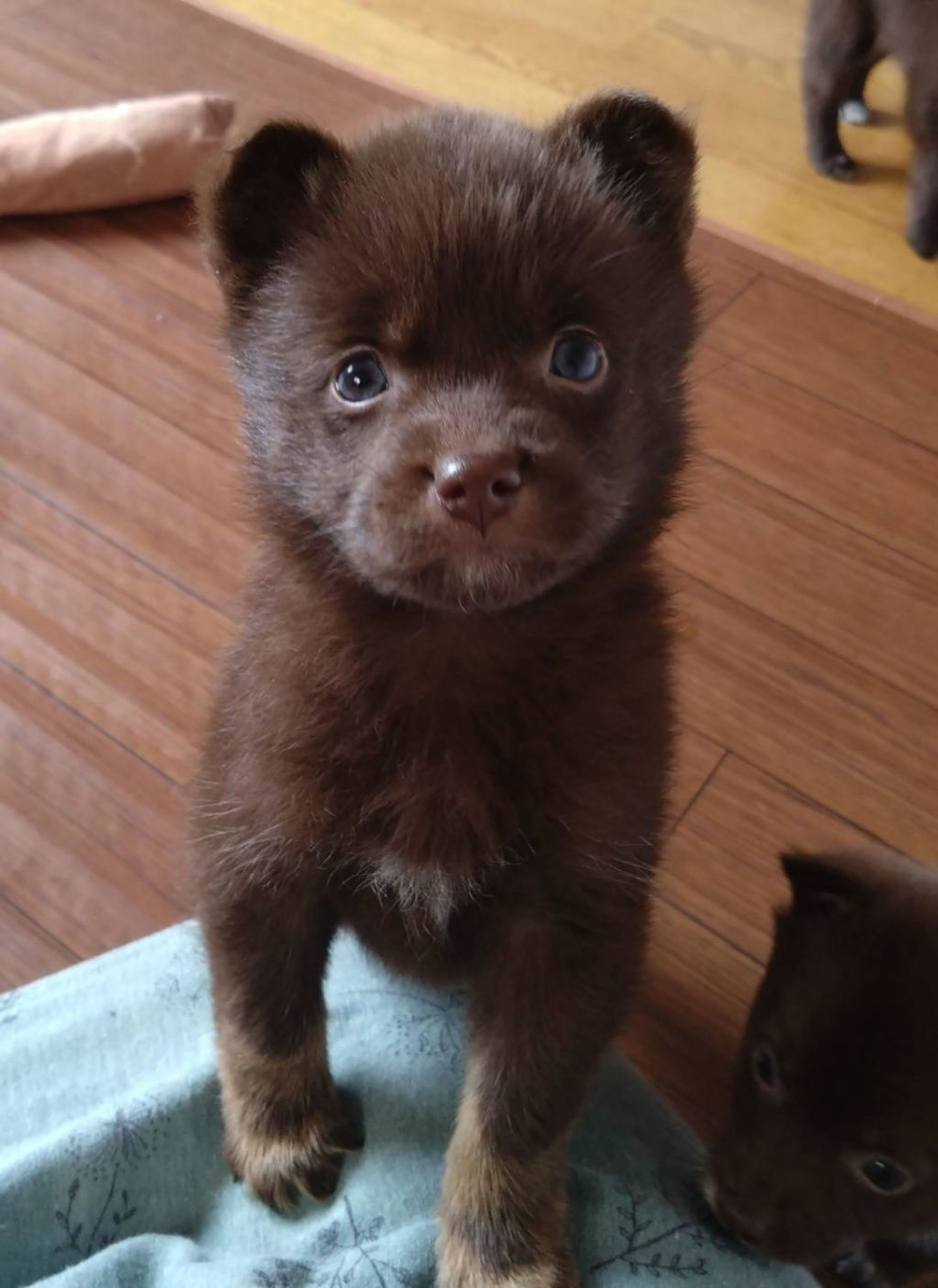 pet-image-3