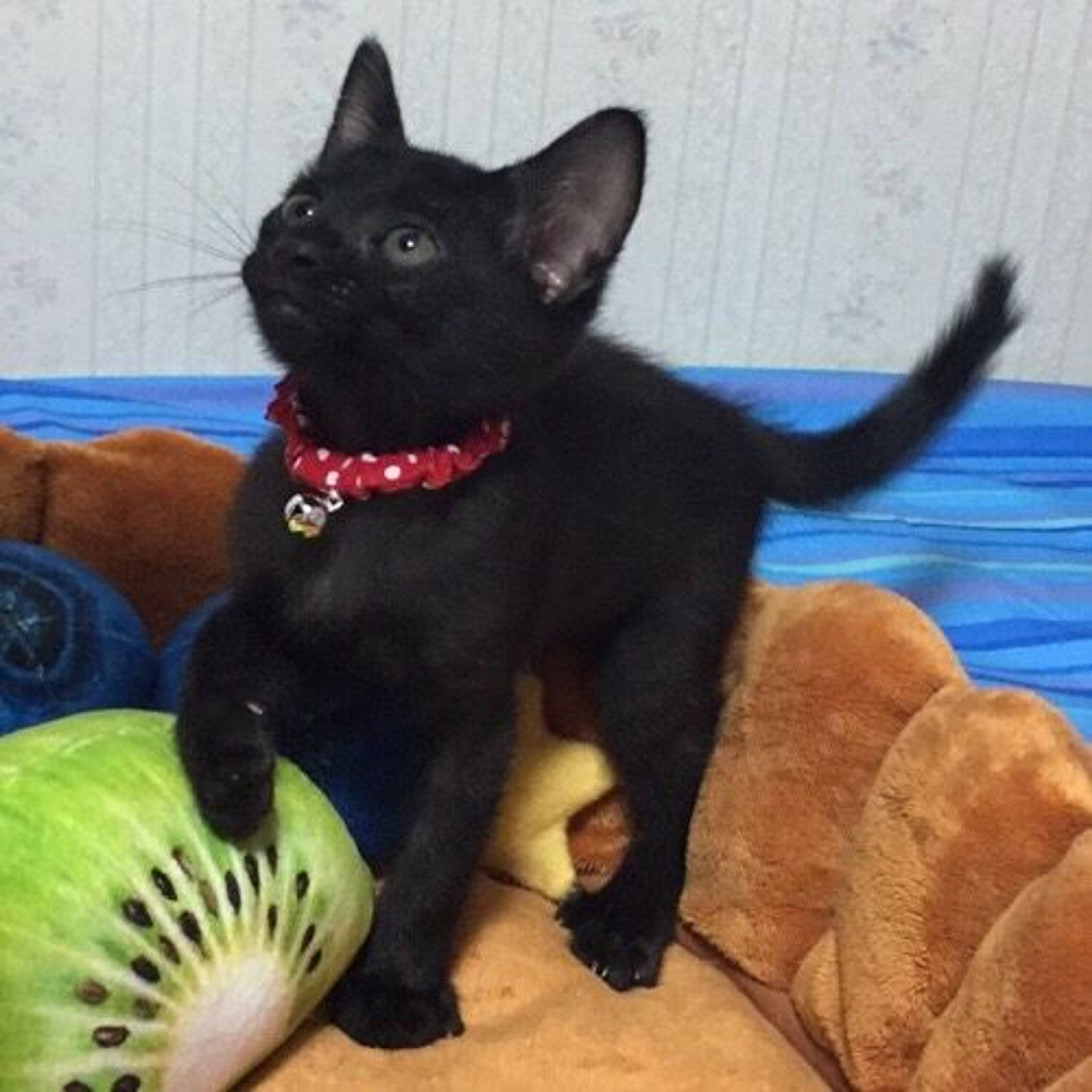 雑種（ミックス猫）・オスの里親募集の写真