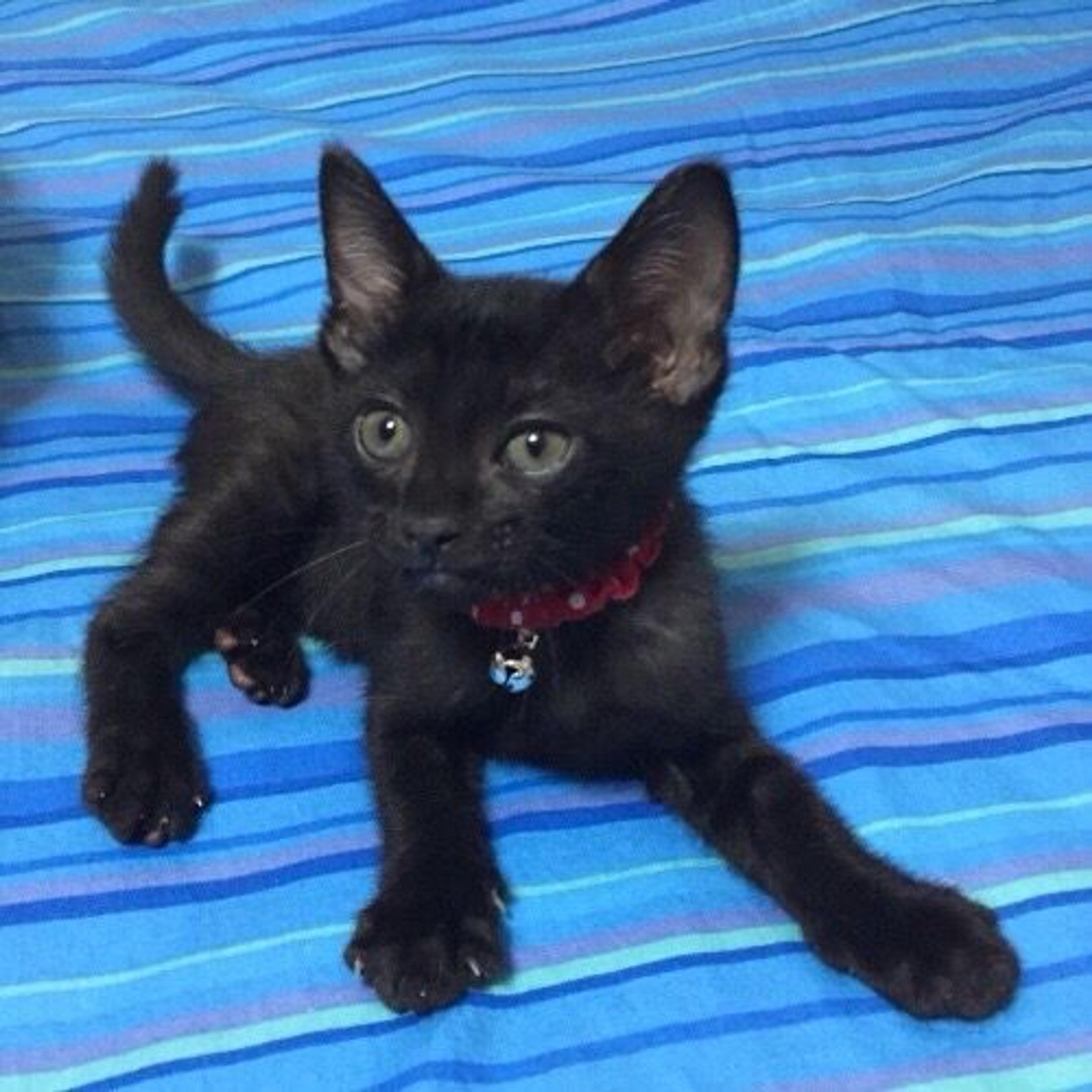 pet-image-2