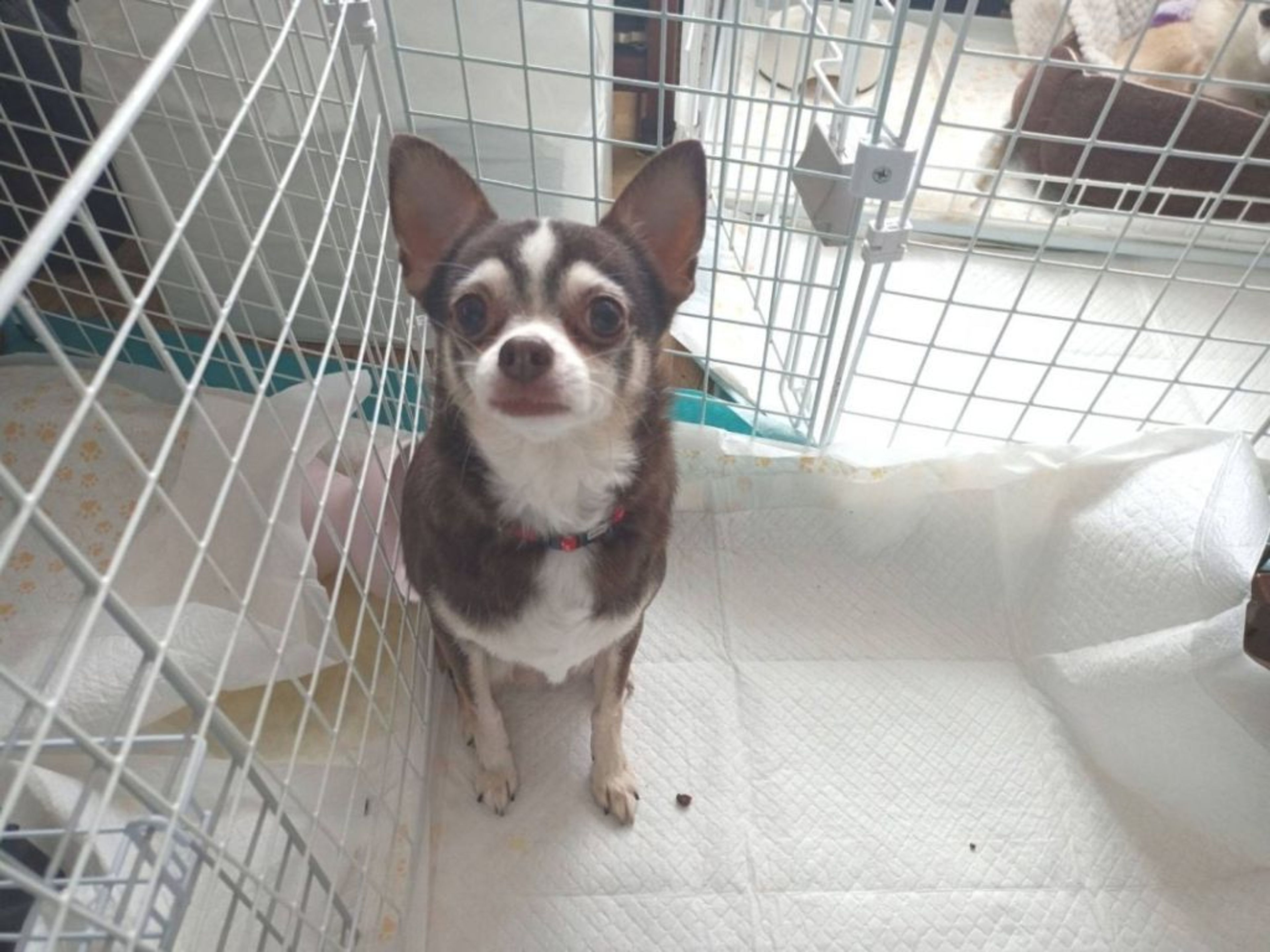 pet-image-2